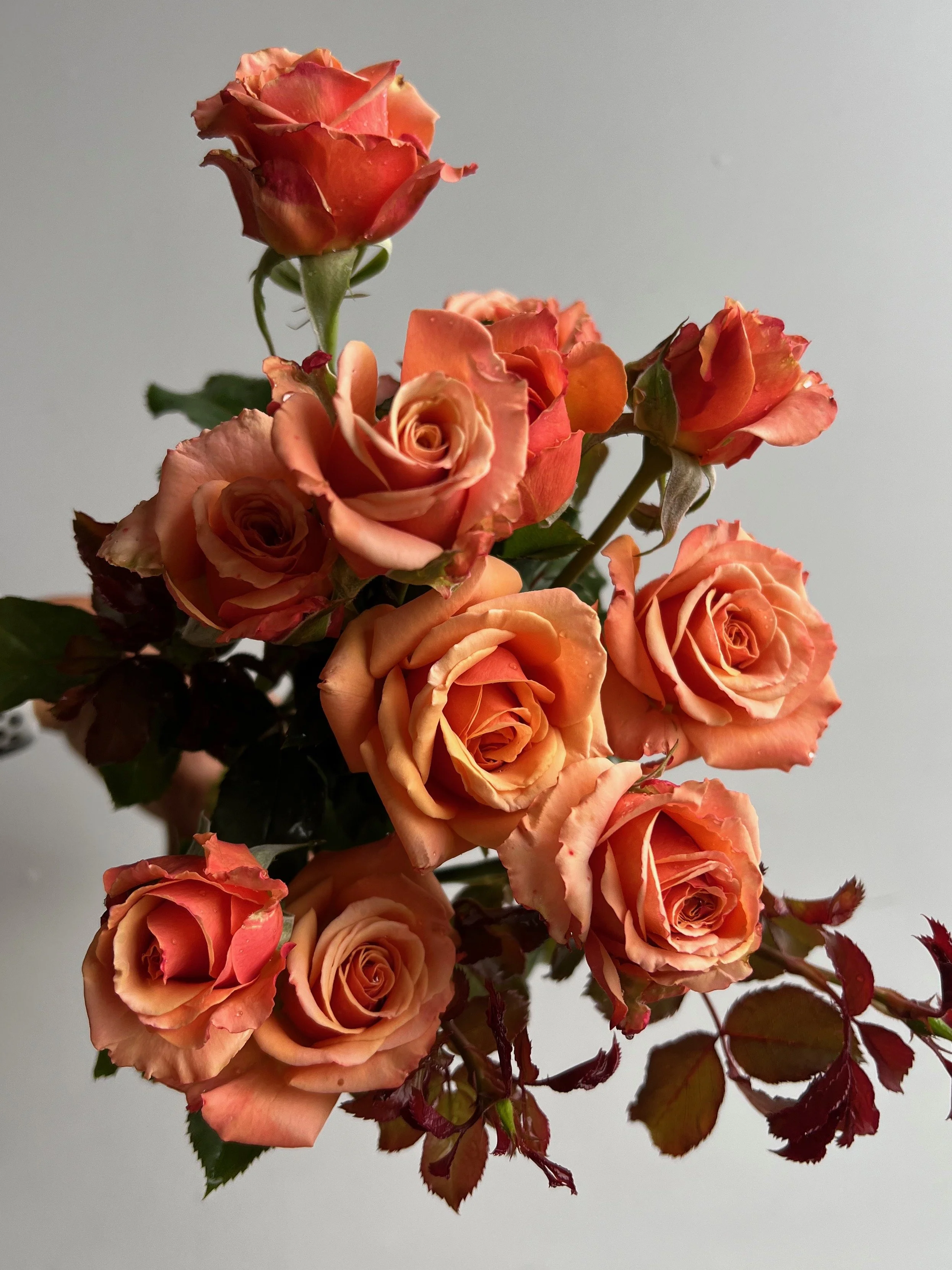 PORTFOL_FT - 1 (21).jpeg