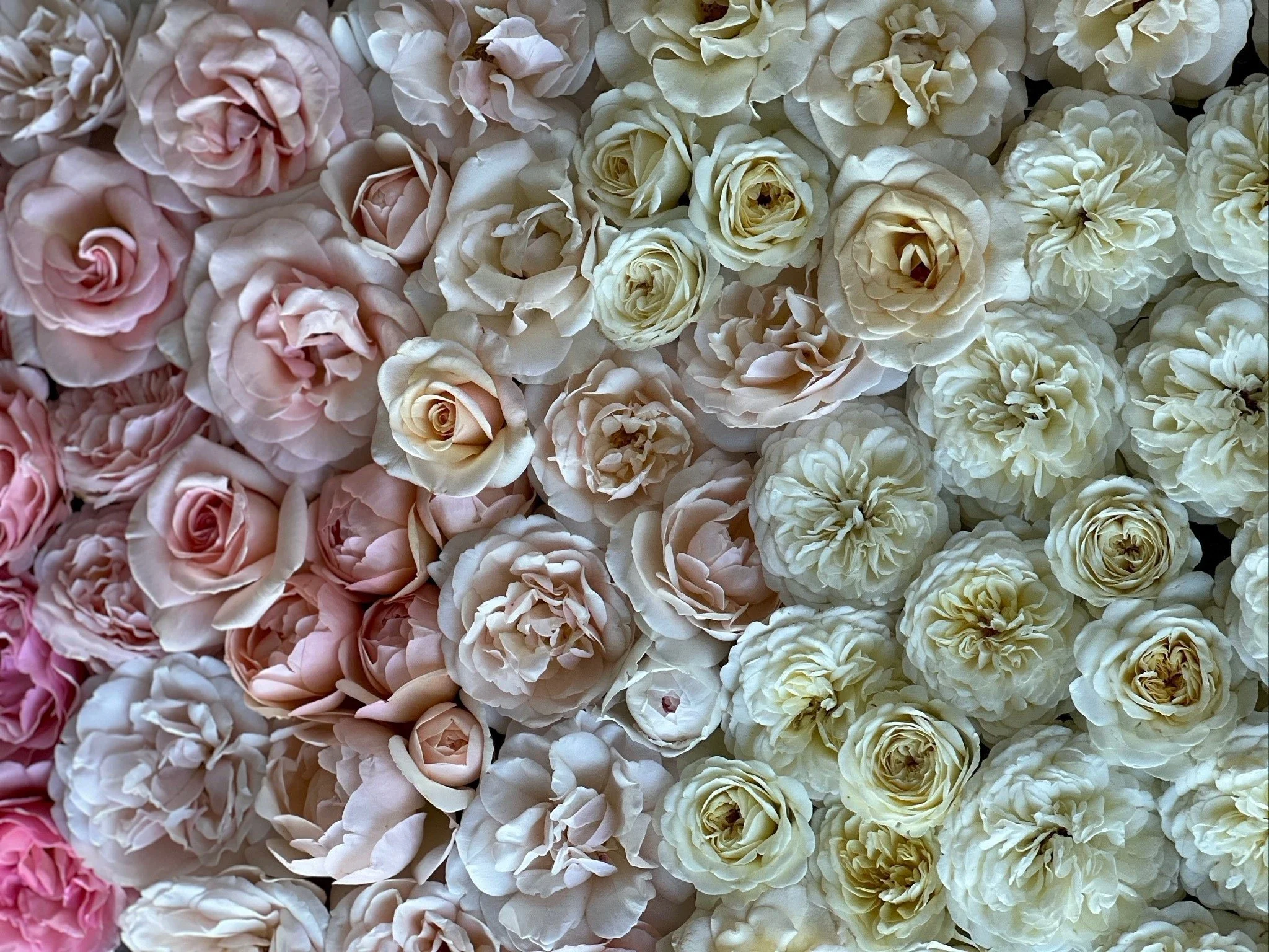 A dense collection of light pink, white, and cream roses and peonies.