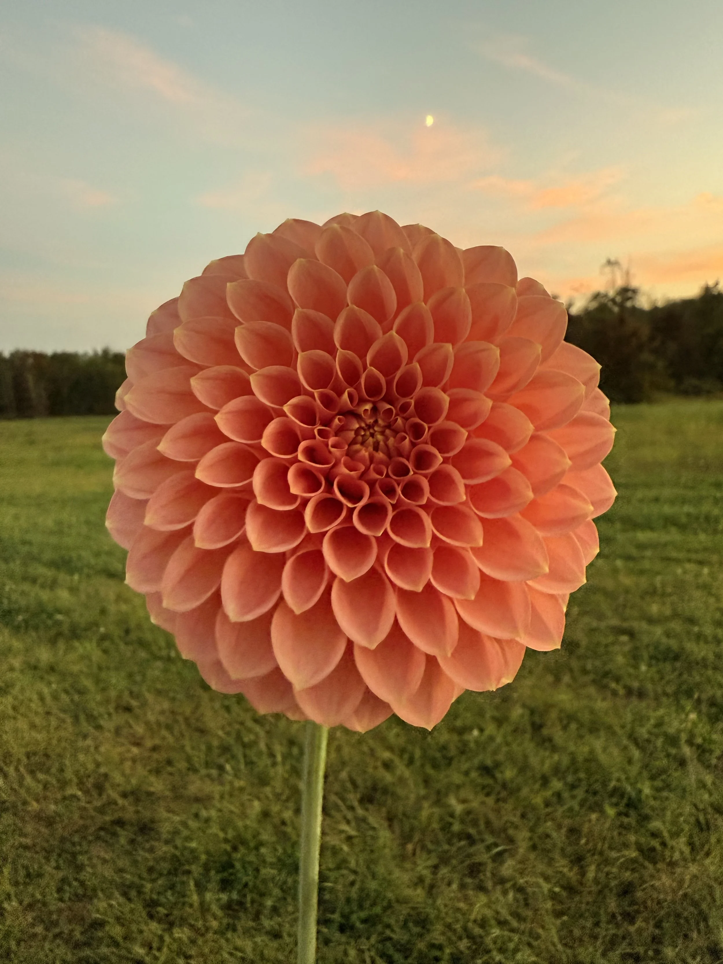 How to Photograph Flowers with Accurate Color on Your iPhone: An Introductory Guide to Light, Settings, and Technique