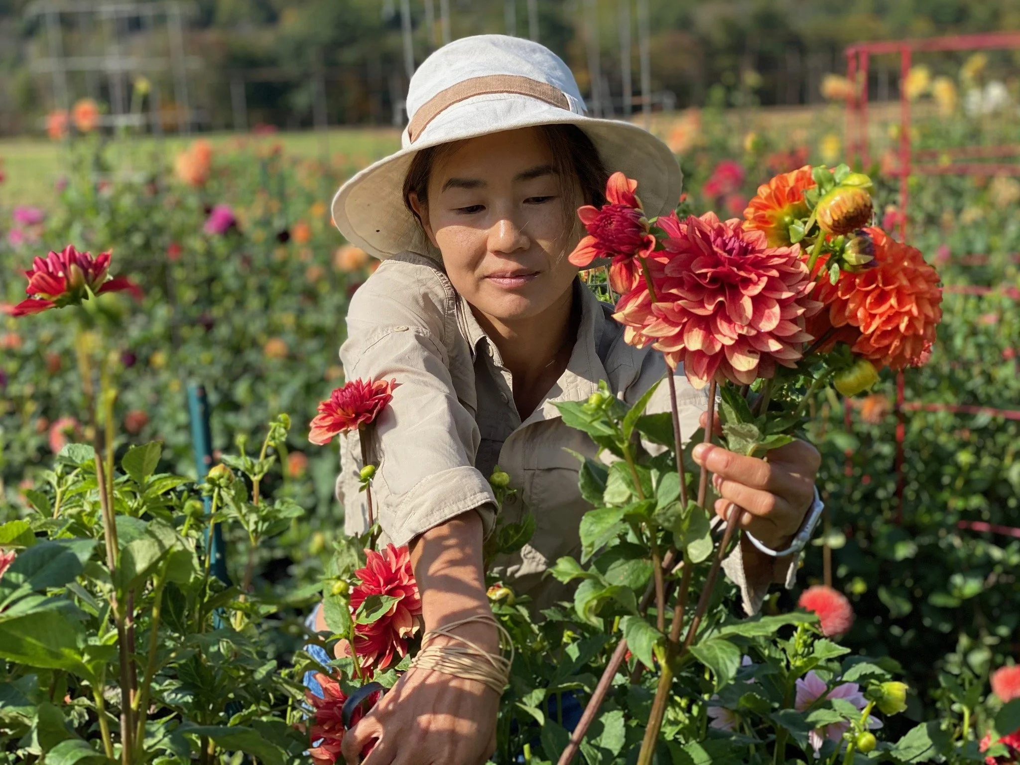 Woman harvesting pink and orange dahlia flowers in a garden or farm.