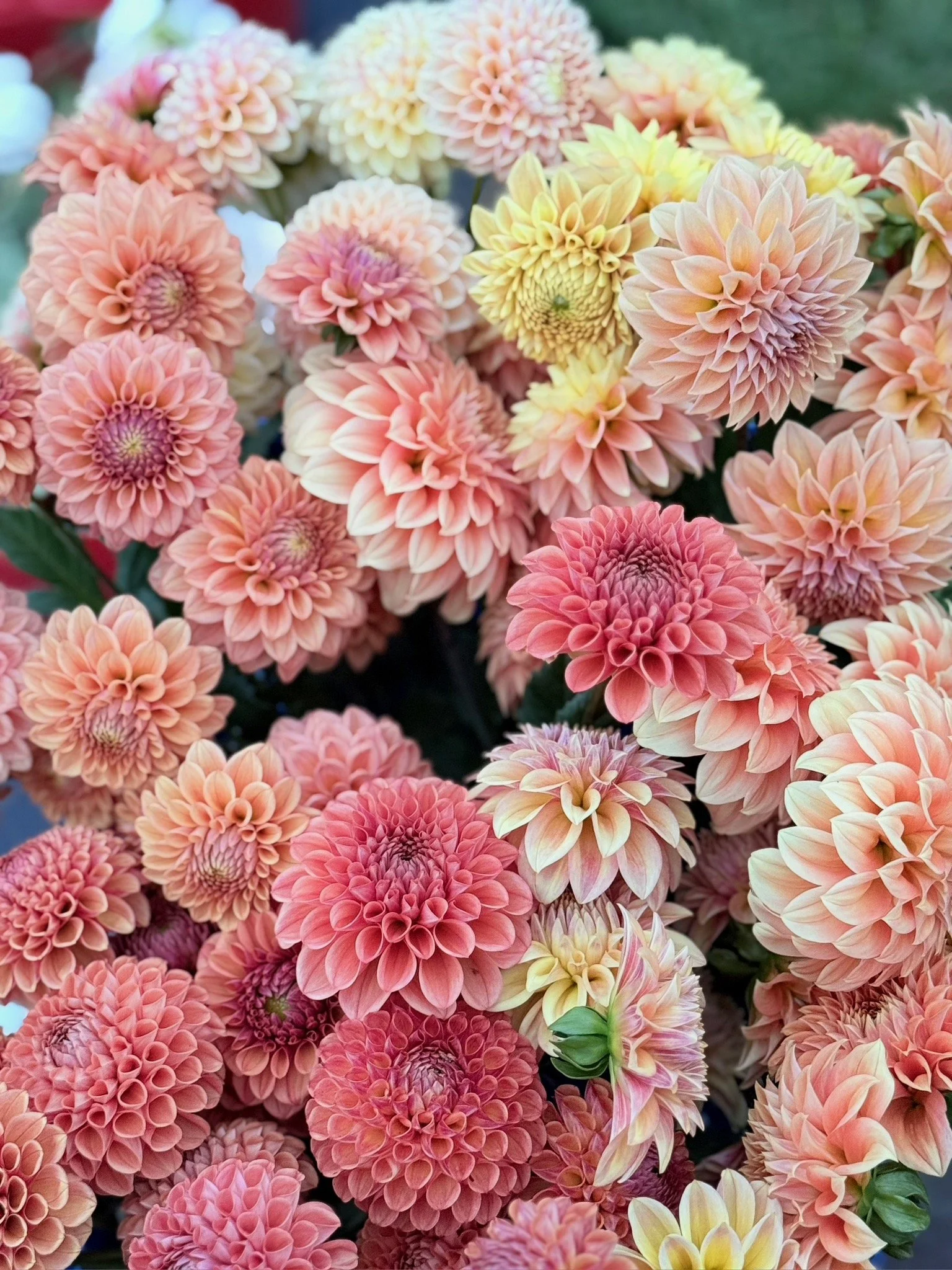 PORTFOL_FT - 170.jpeg