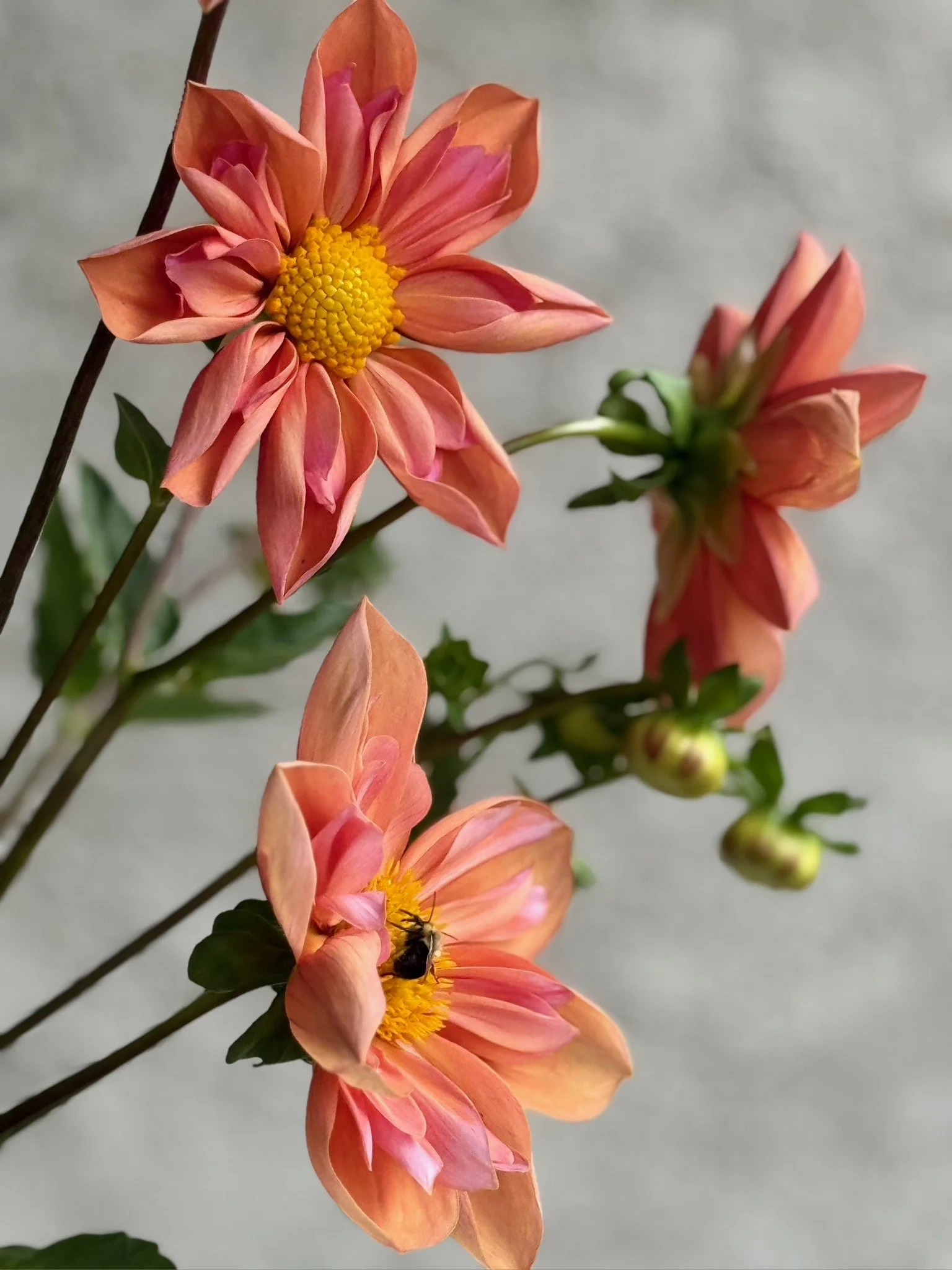 PORTFOL_FT - 168.jpeg