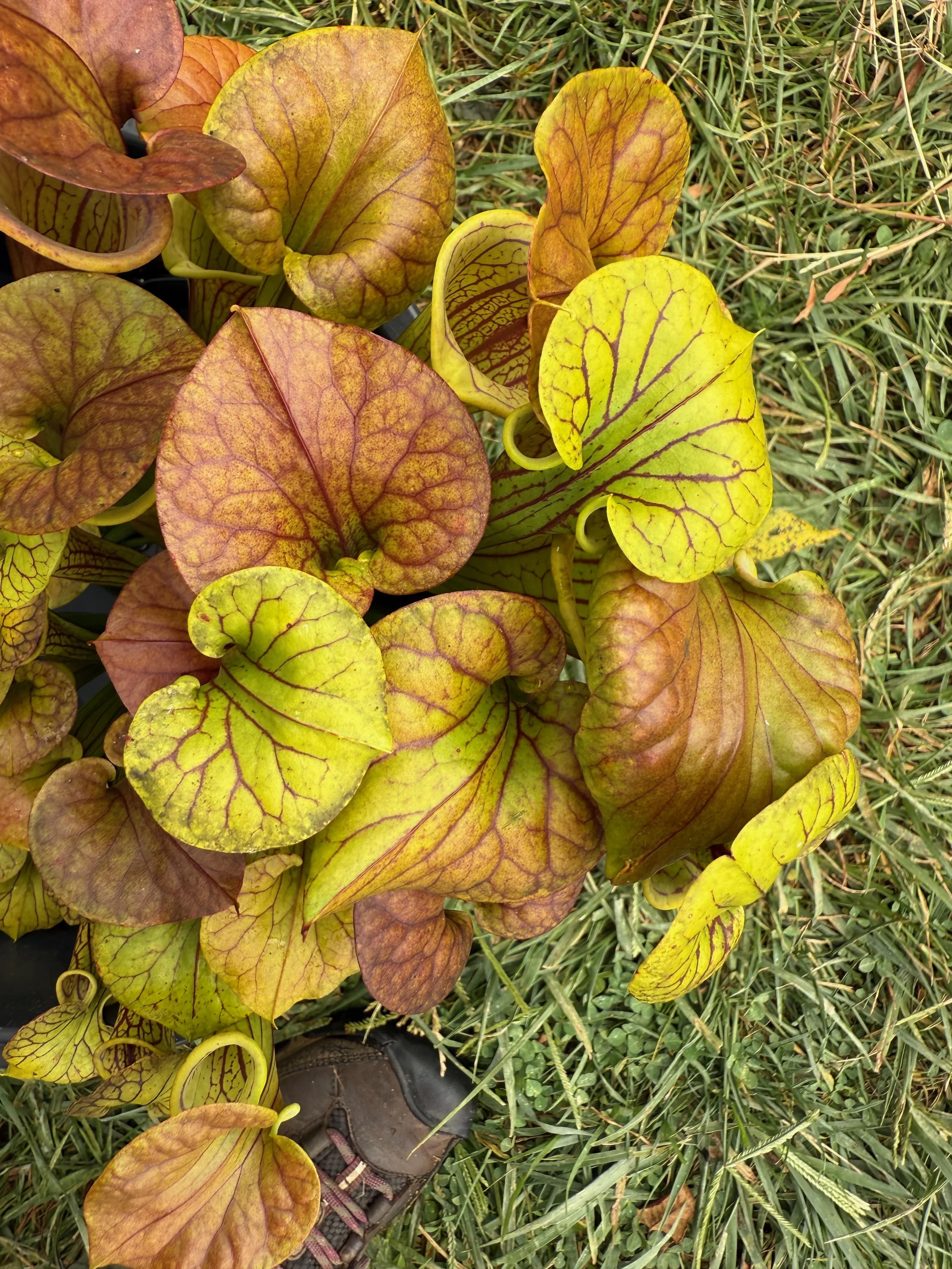 PORTFOL_FT - 2 (2).jpeg