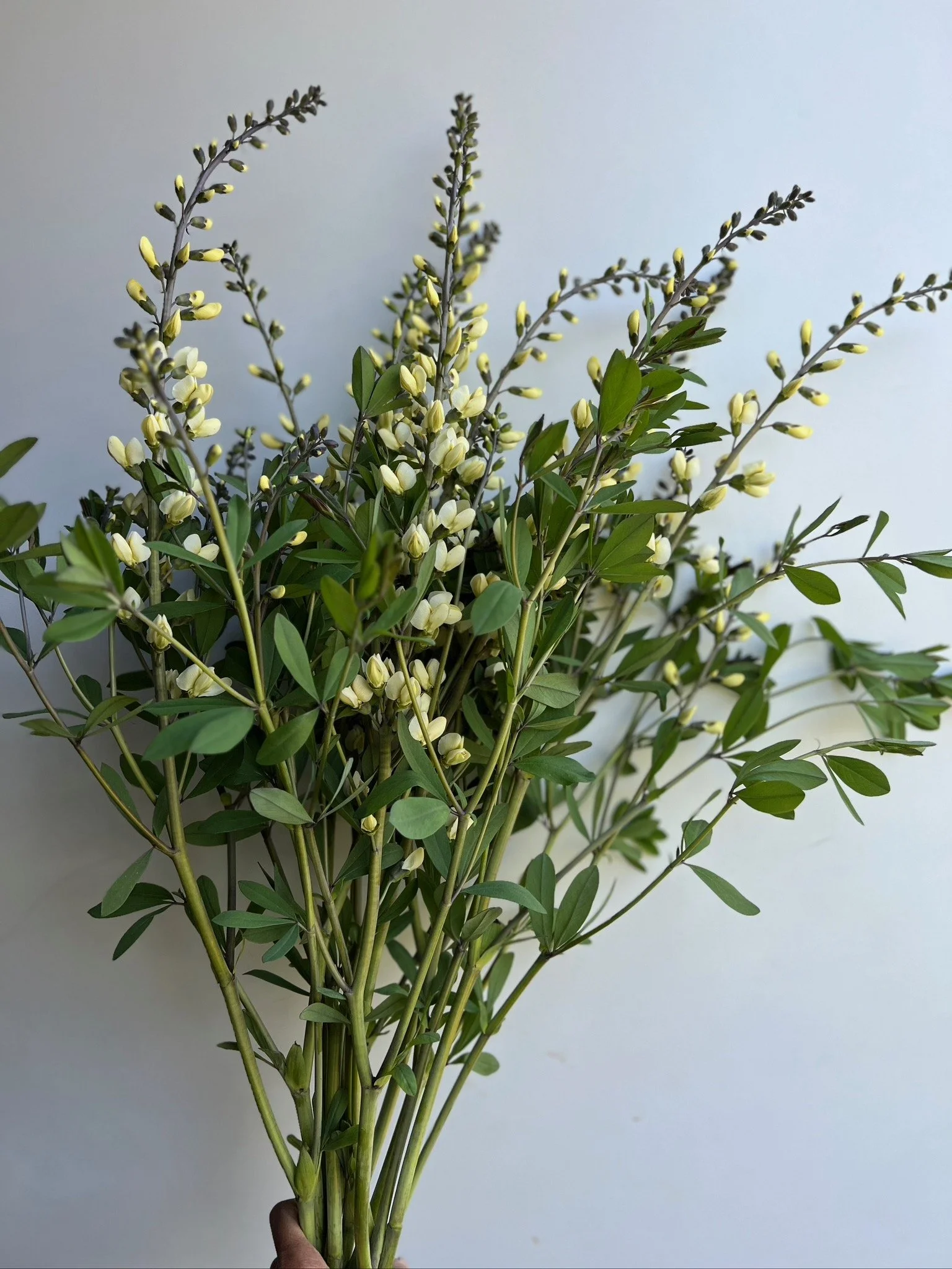 PORTFOL_FT - 107.jpeg