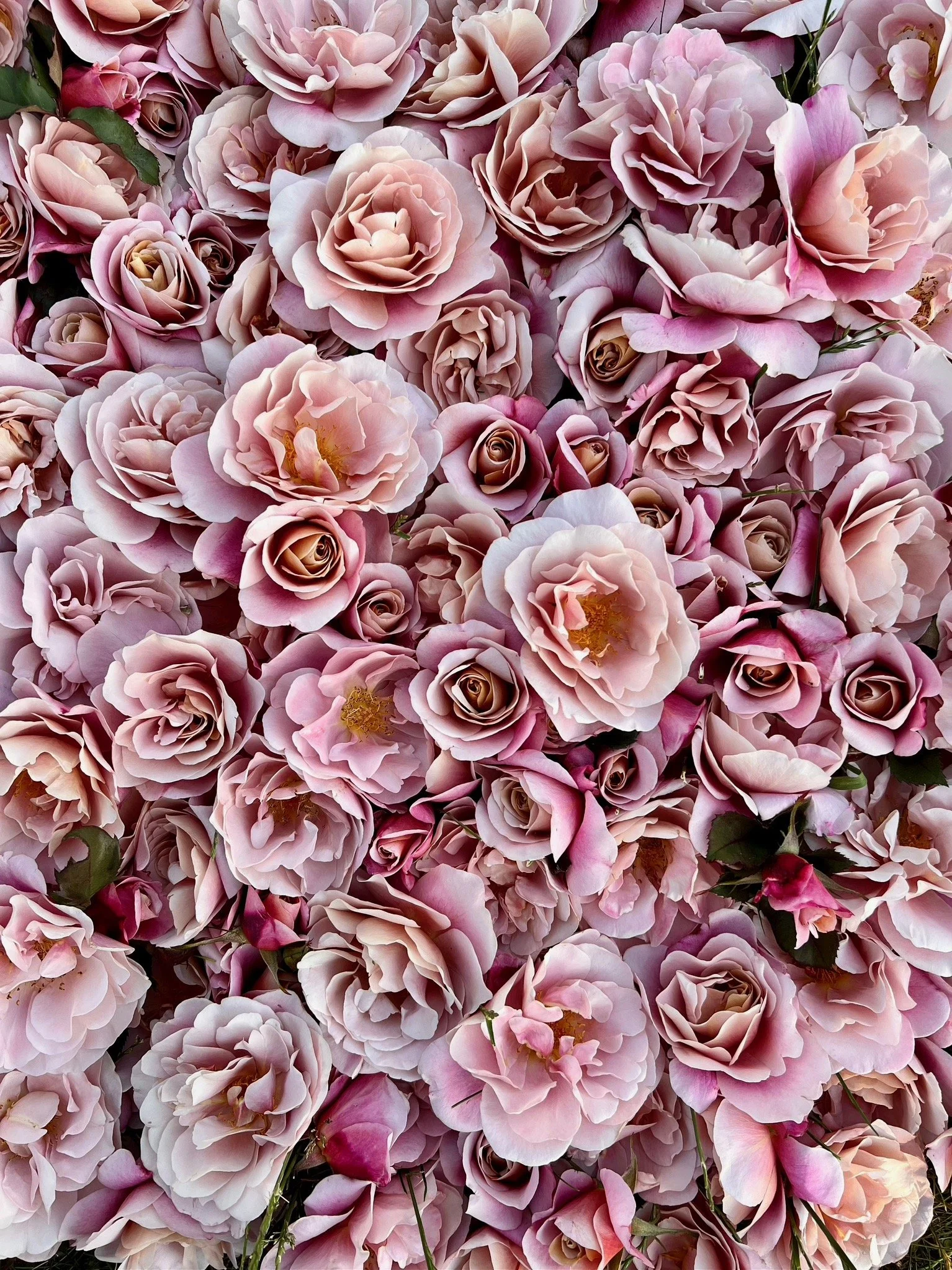 PORTFOL_FT - 110.jpeg