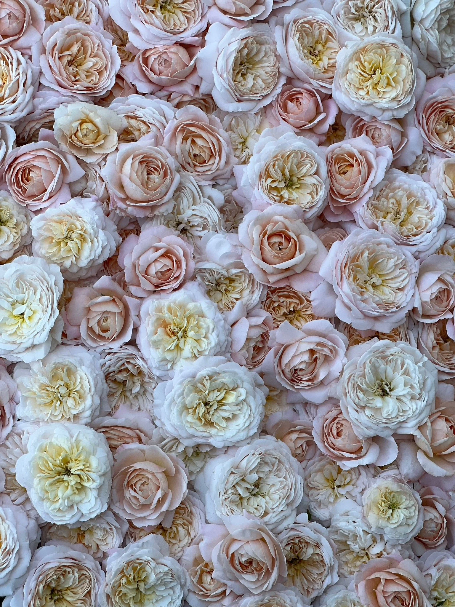 PORTFOL_FT - 144.jpeg