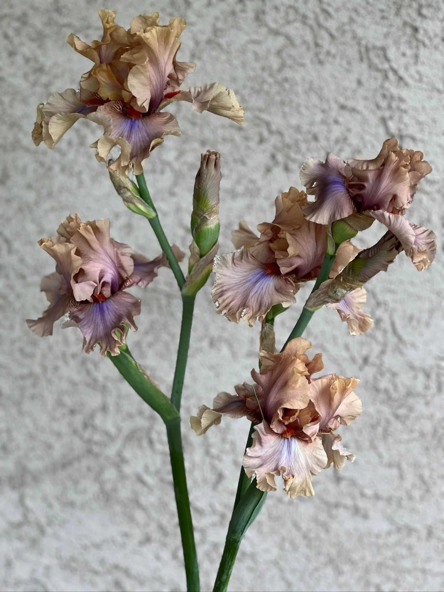 PORTFOL_FT - 142.jpeg