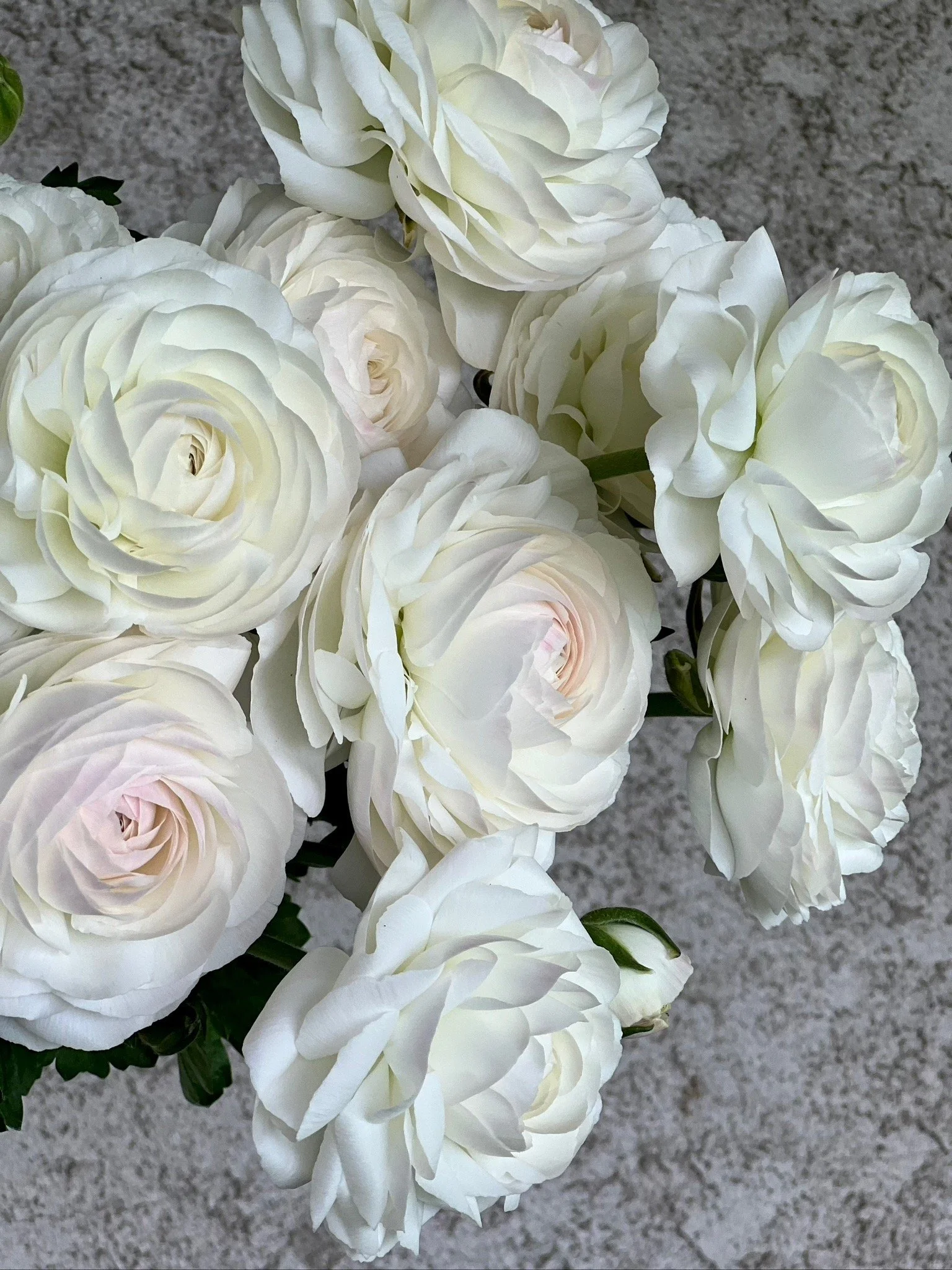 PORTFOL_FT - 132.jpeg