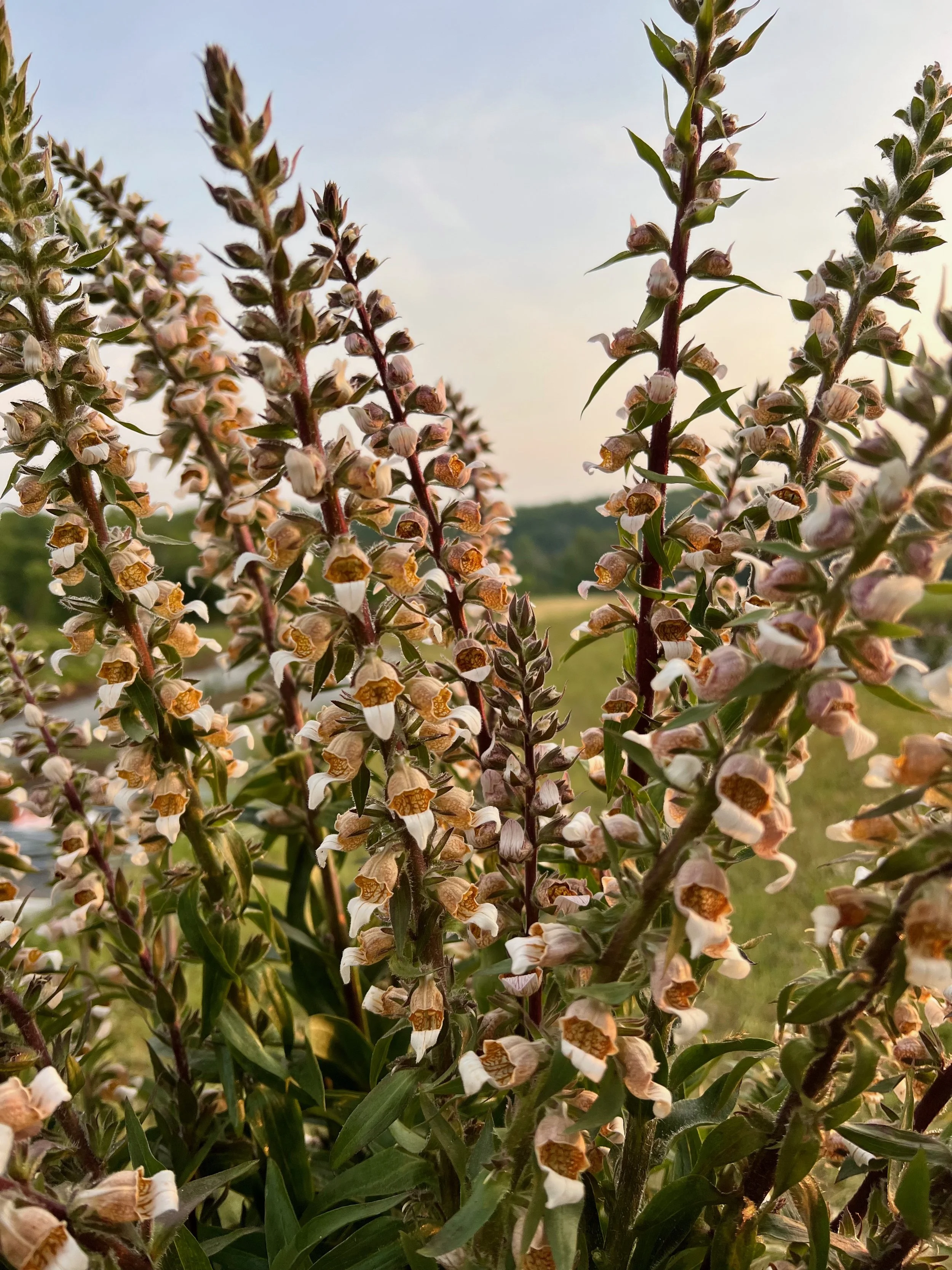 PORTFOL_FT - 1 (11).jpeg