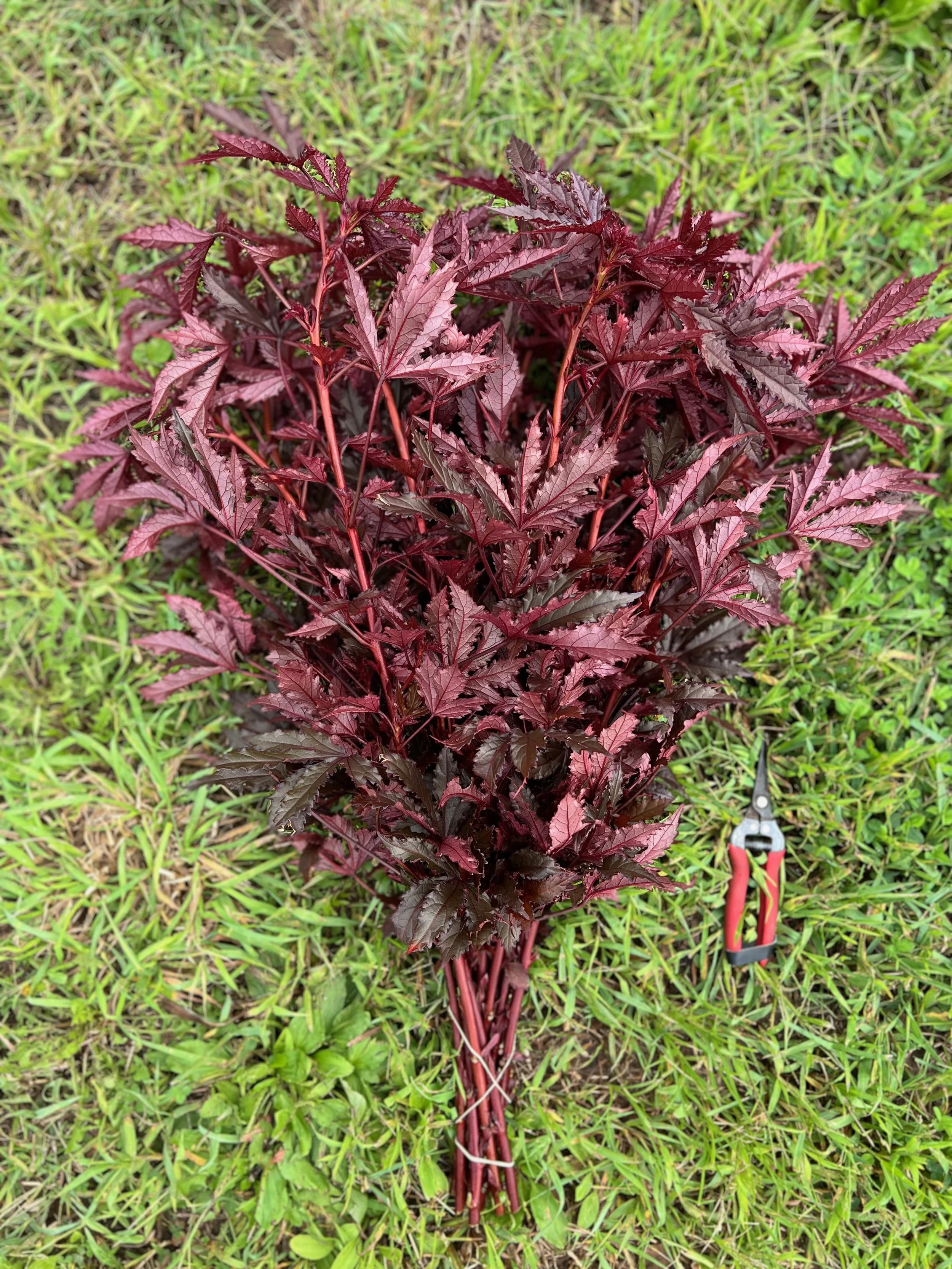 PORTFOL_FT - 1 (18).jpeg