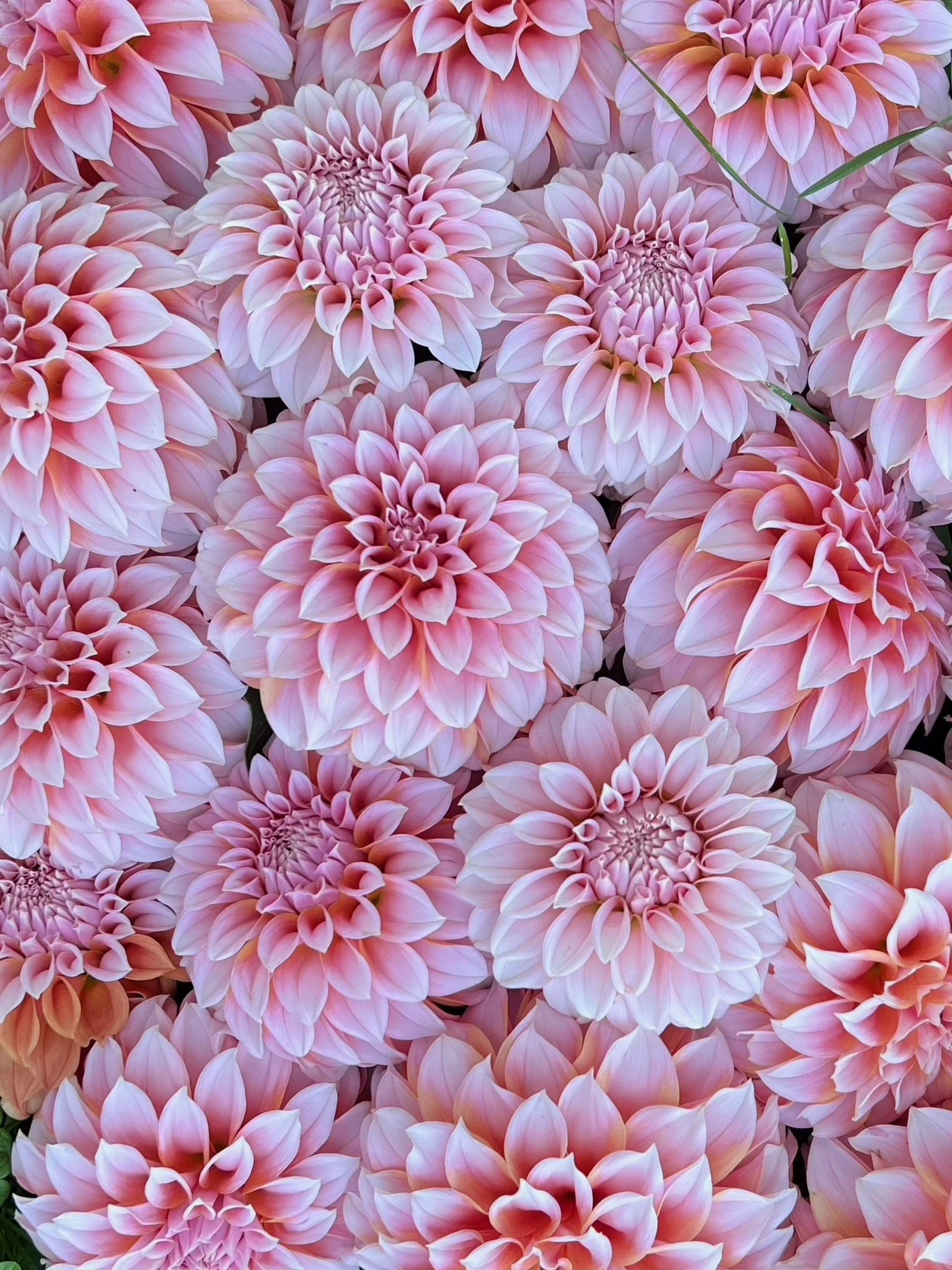 PORTFOL_FT - 120.jpeg