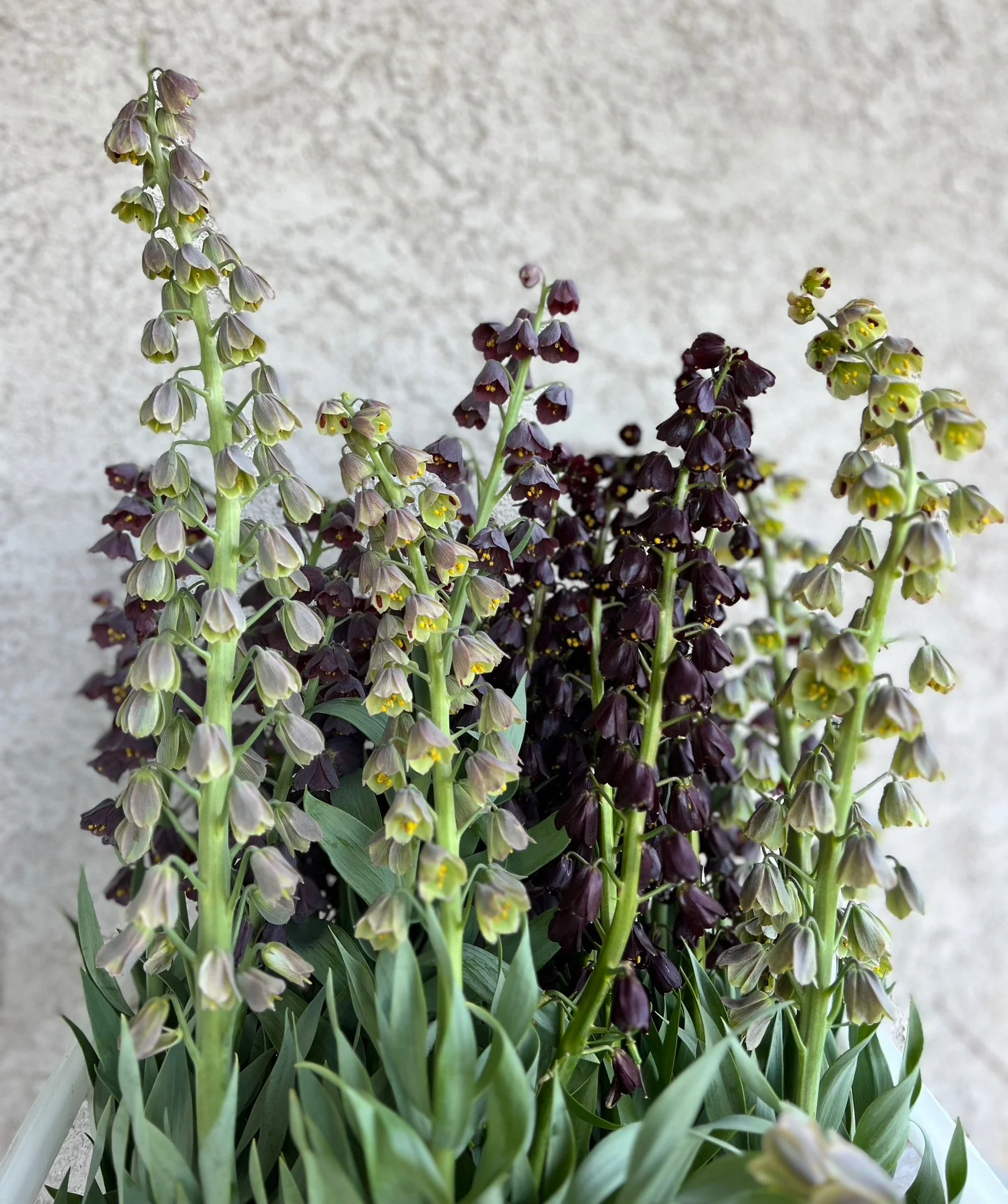 PORTFOL_FT - 103.jpeg