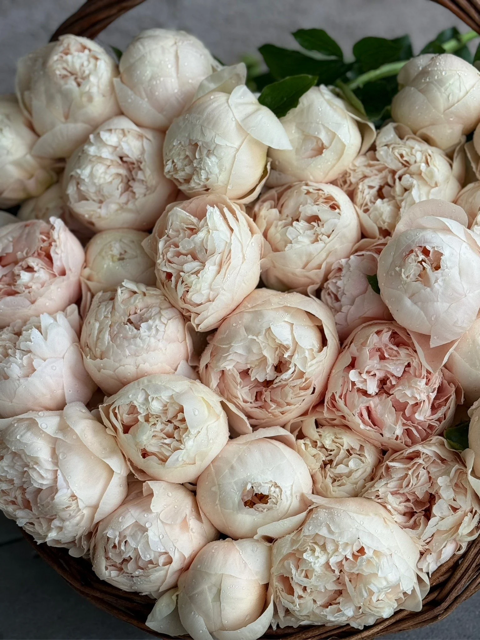 PORTFOL_FT - 158.jpeg