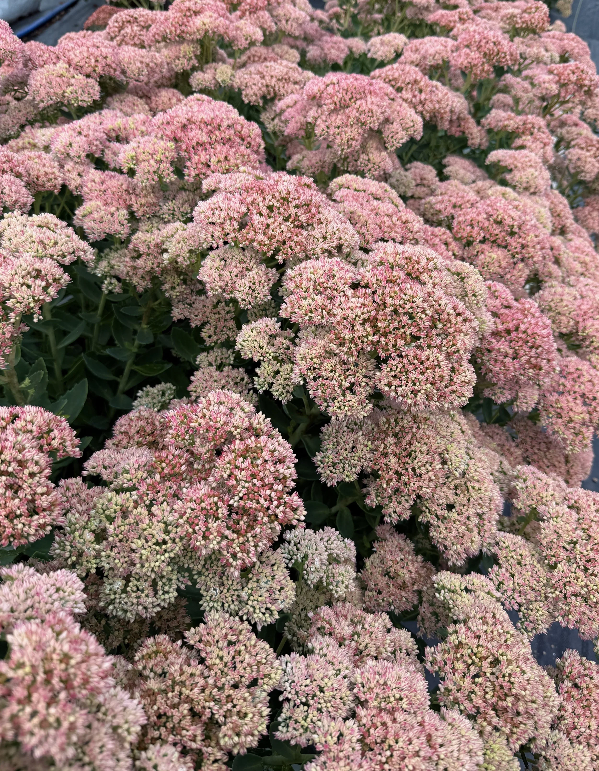 PORTFOL_FT - 1 (17).jpeg