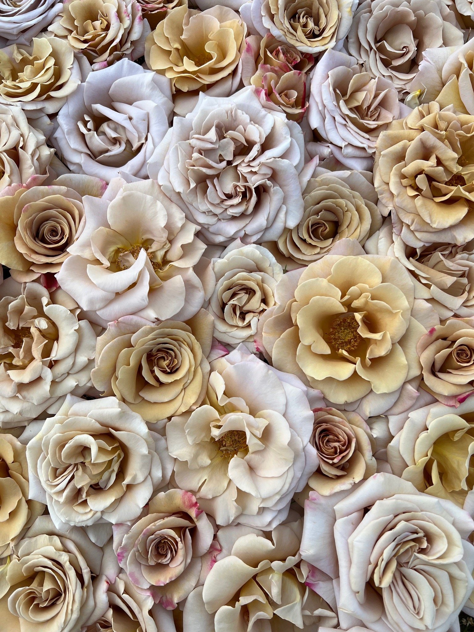 PORTFOL_FT - 111.jpeg