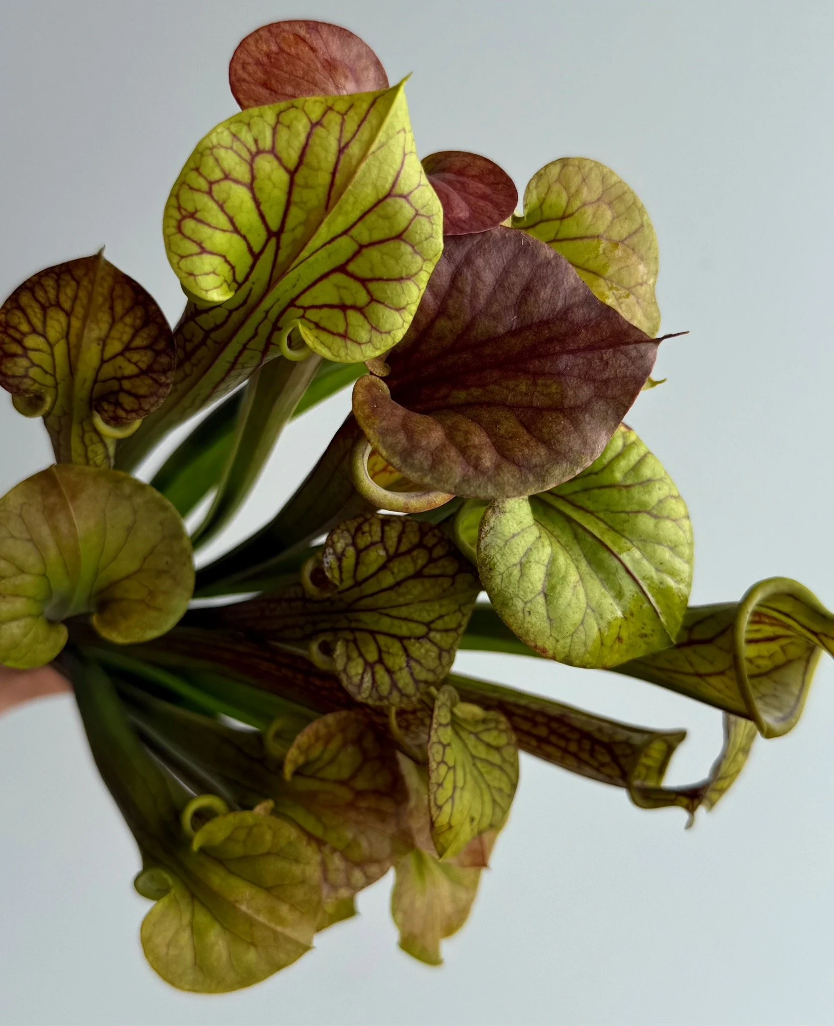 PORTFOL_FT - 175.jpeg