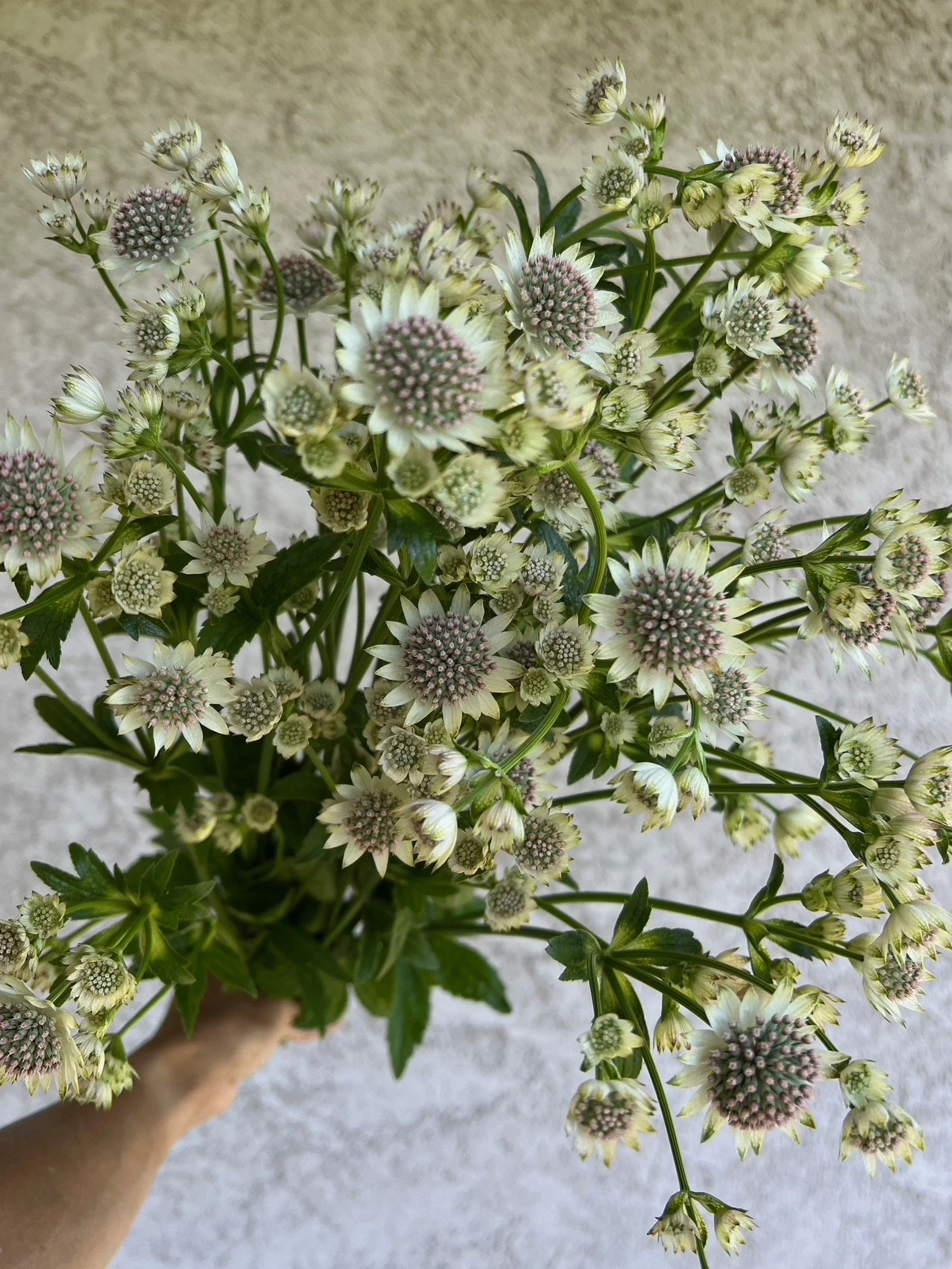 PORTFOL_FT - 108.jpeg