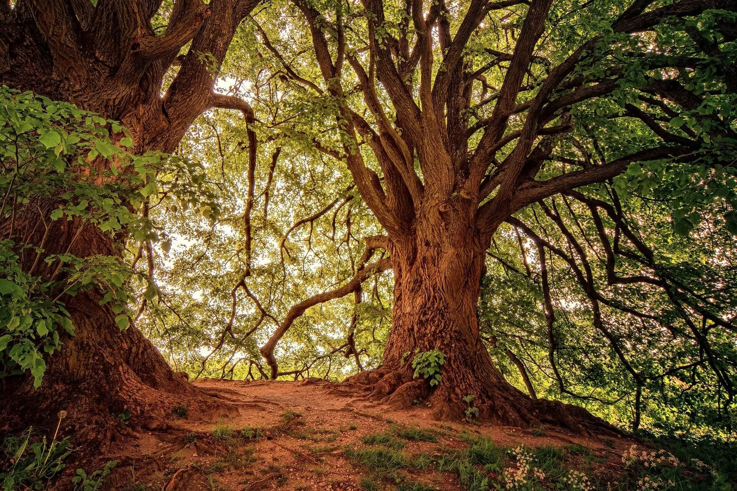 Extraordinary Tree Service