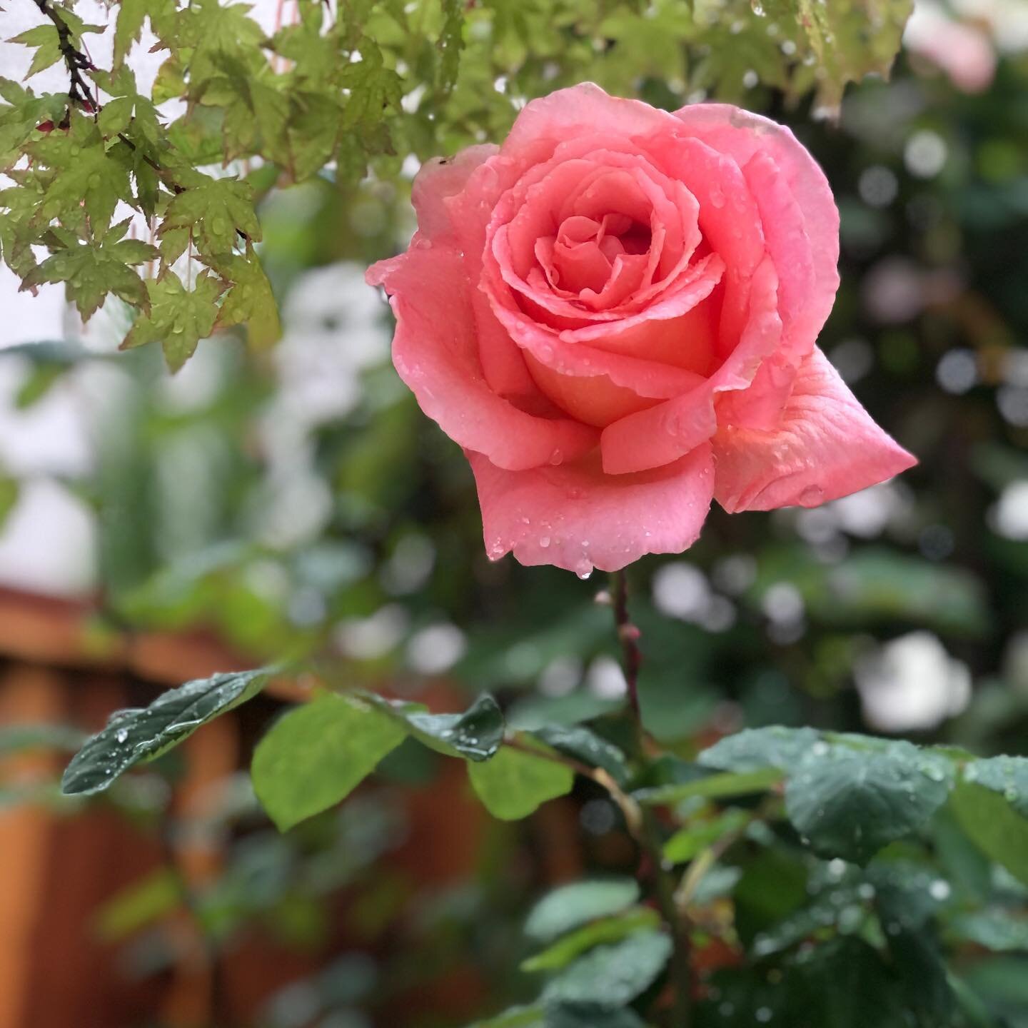 Raindrops on roses. ❤️