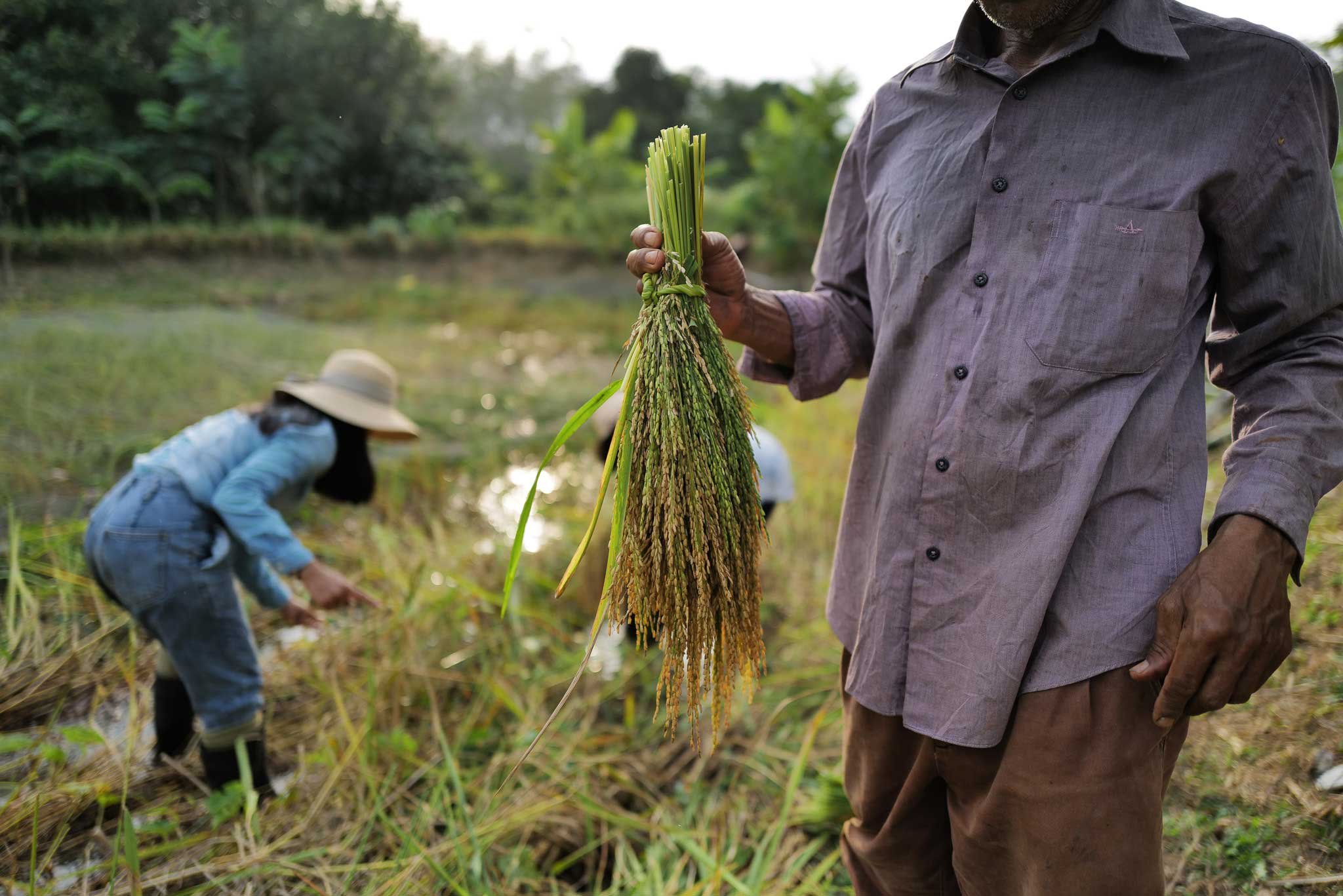 Rice farming and sustainable farming in the south: Family Koak Nhong Na Model