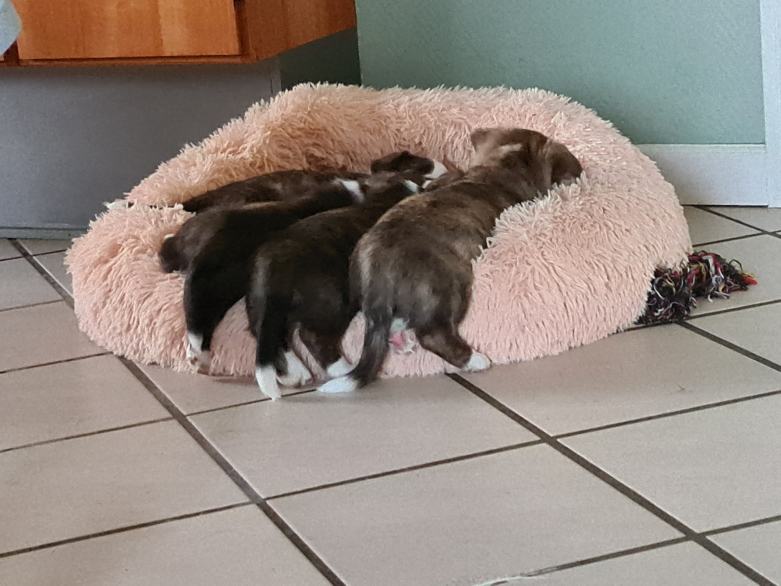 her der der nogle der er gået i drømmeland på vej op i kurven :-) :-)