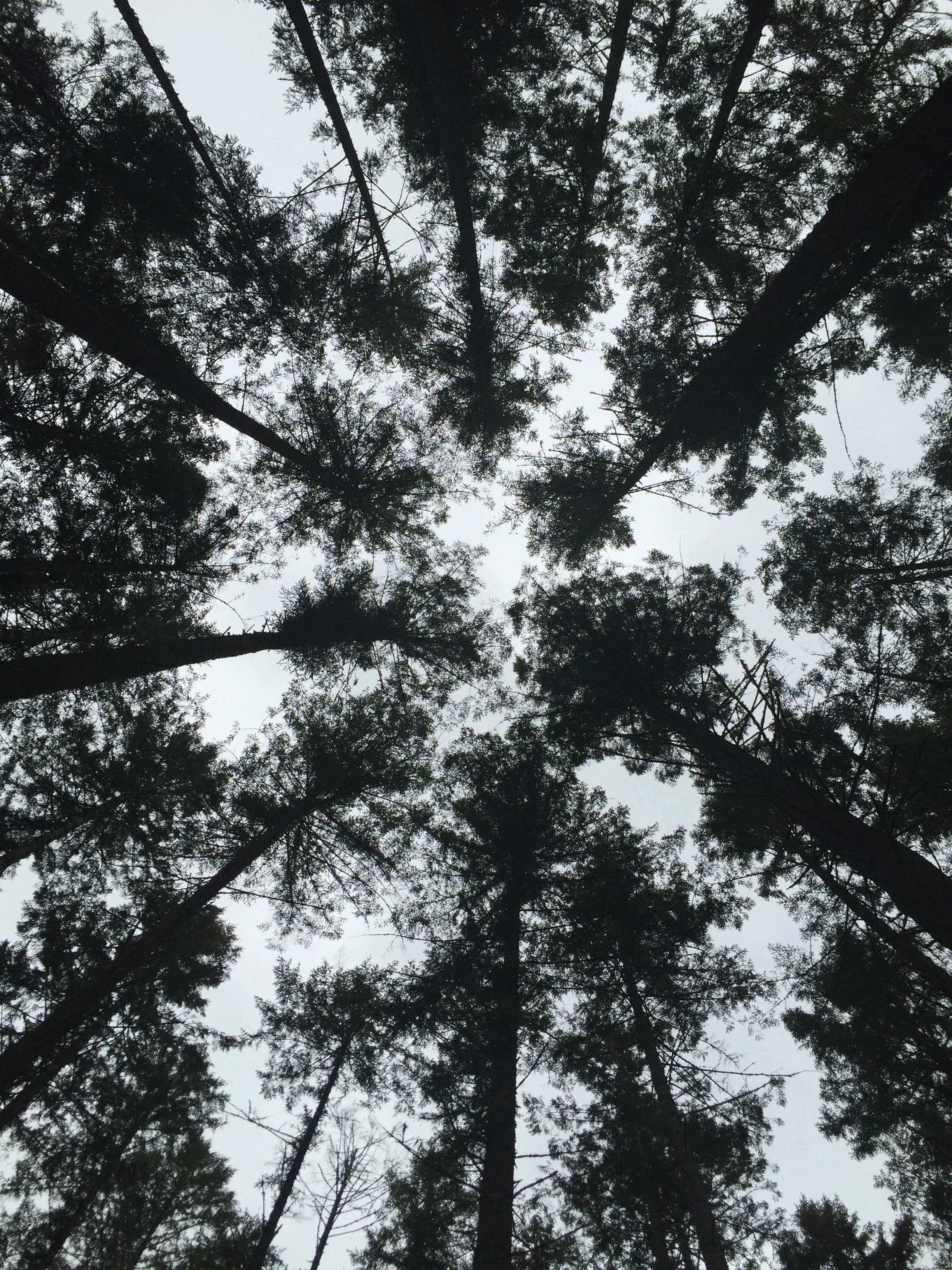 Looking up at tall pine trees from forest floor on overcast day.