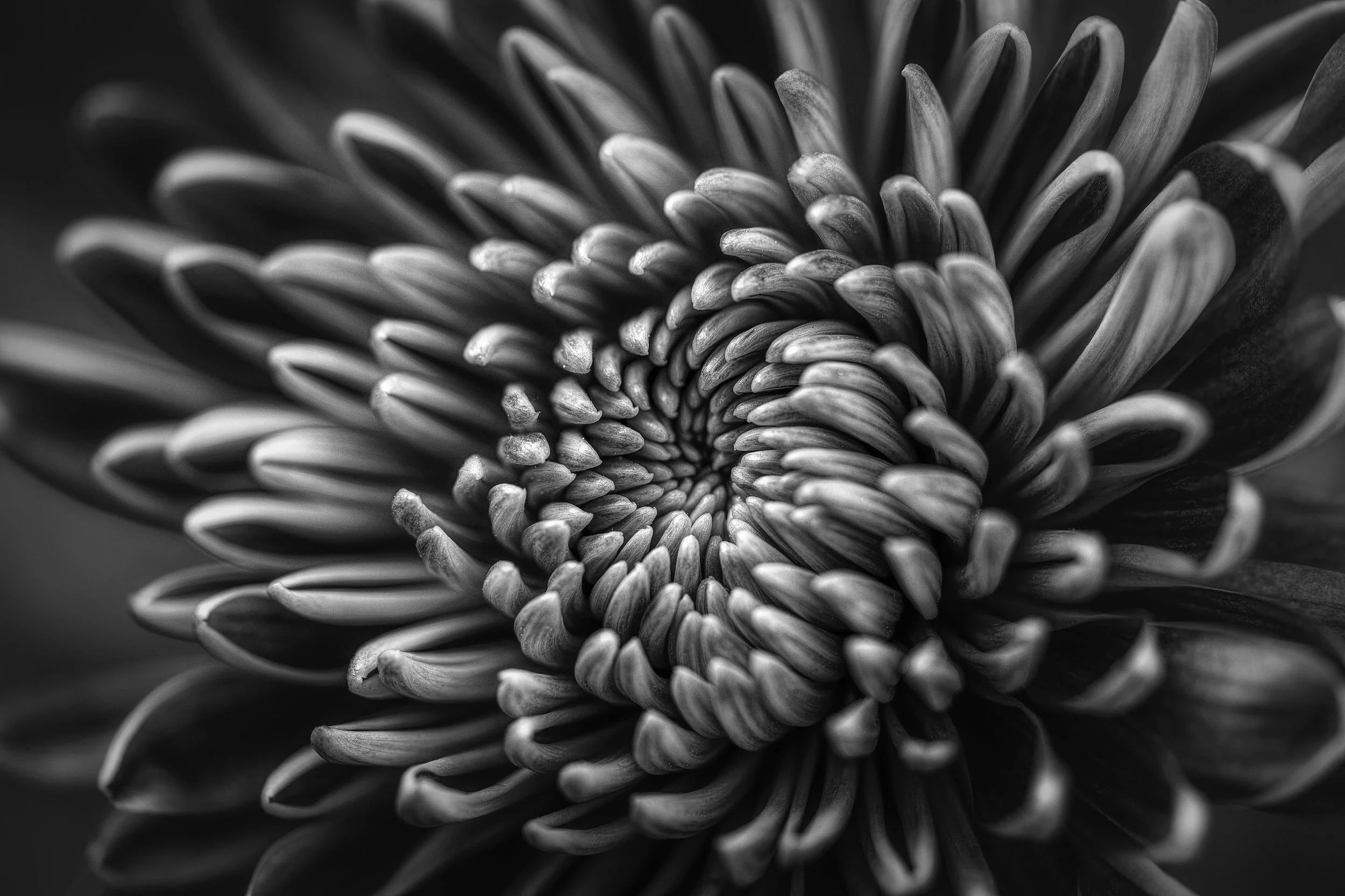 Black and white close-up photograph of a chrysanthemum flower with petals radiating outward in a spiral pattern.