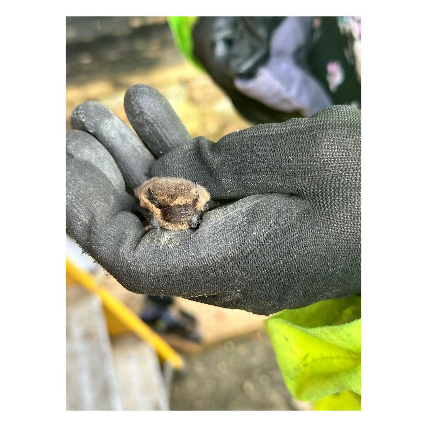 Some bats moving home today under the supervision of Greenspace Ecological 🦇 

⠀
#kent #barn #barnrefurbishment #barnrenovation #barnrestoration #architecture #conservationarchitecture