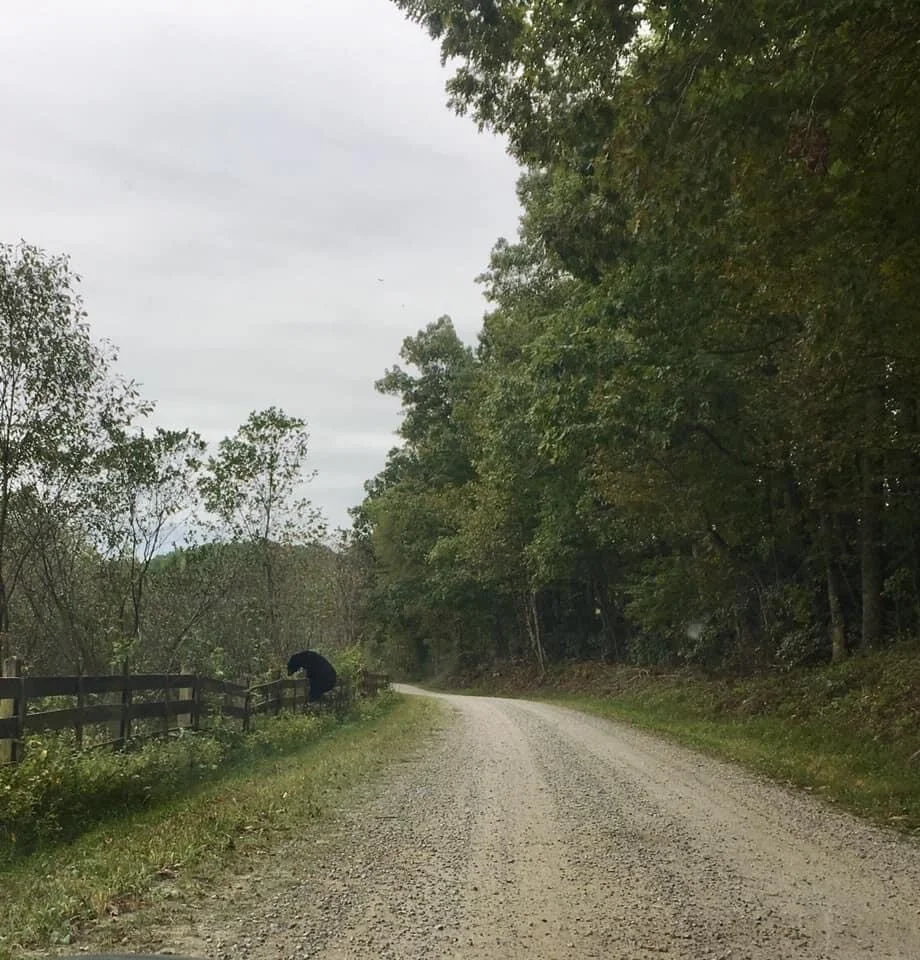 Nothing but a bear to see here.  Please move on.