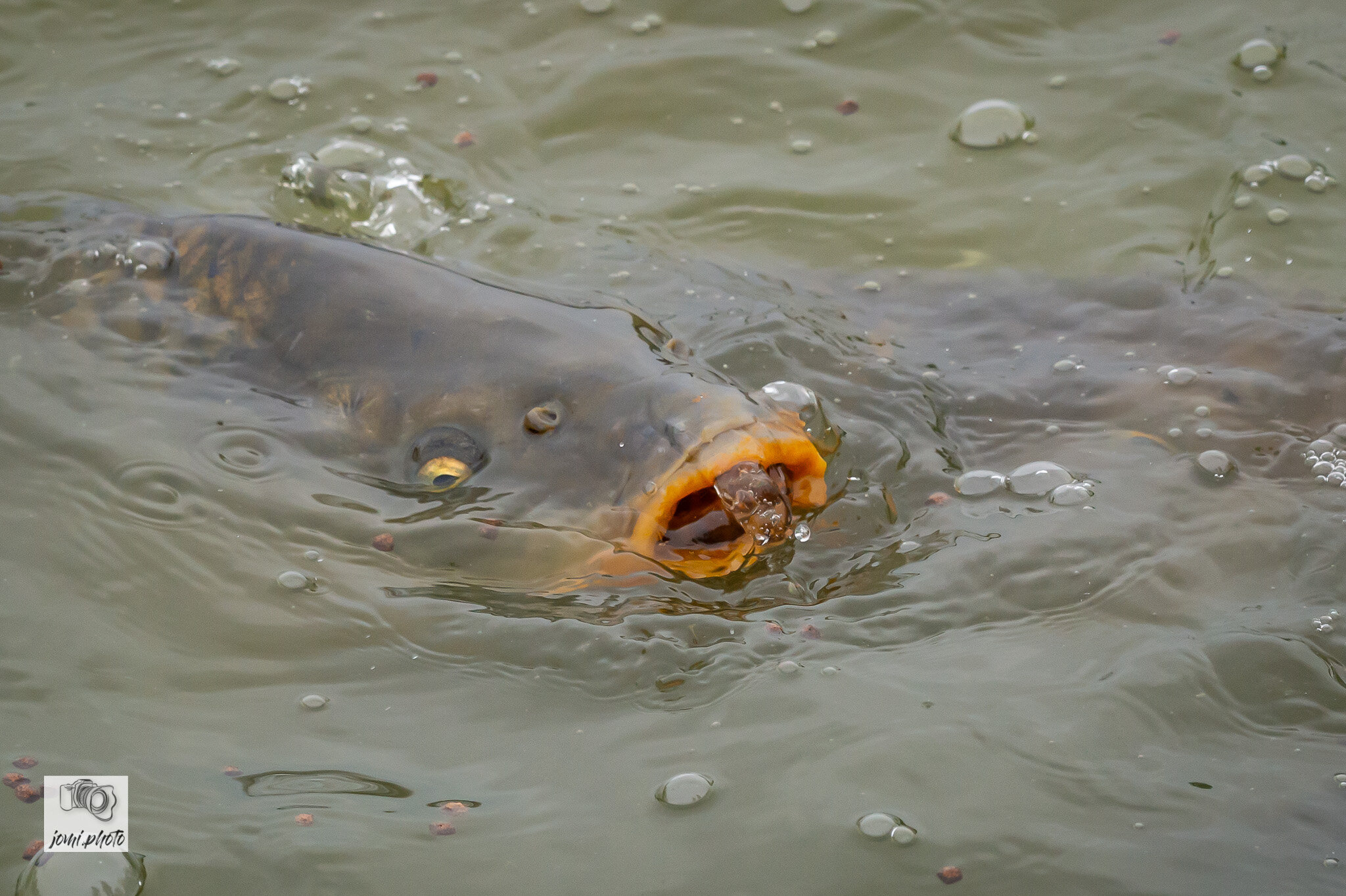 20210524_Brunch_-_Fische_-_Frösche_052.jpg