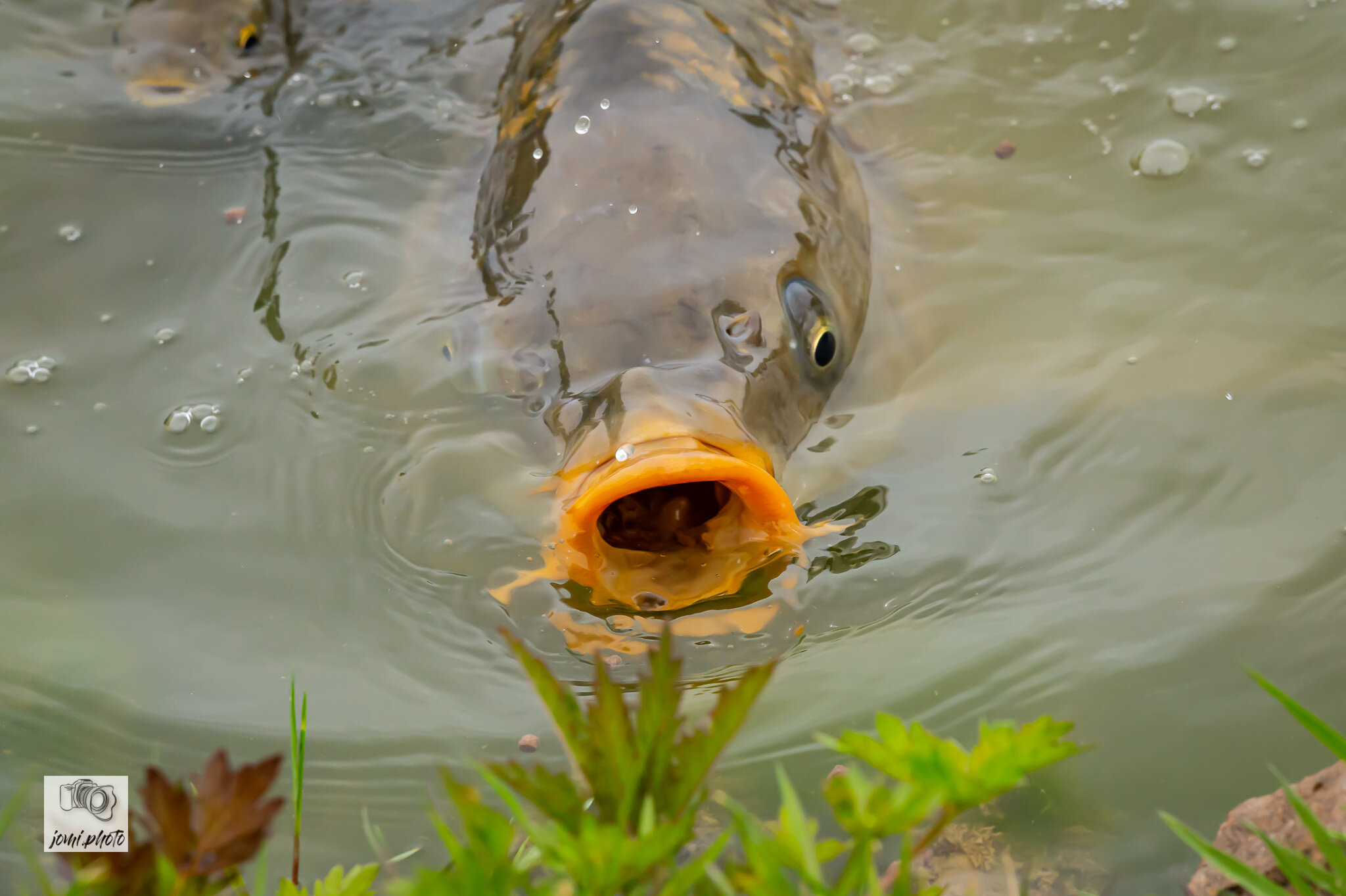 20210524_Brunch_-_Fische_-_Frösche_062.jpg