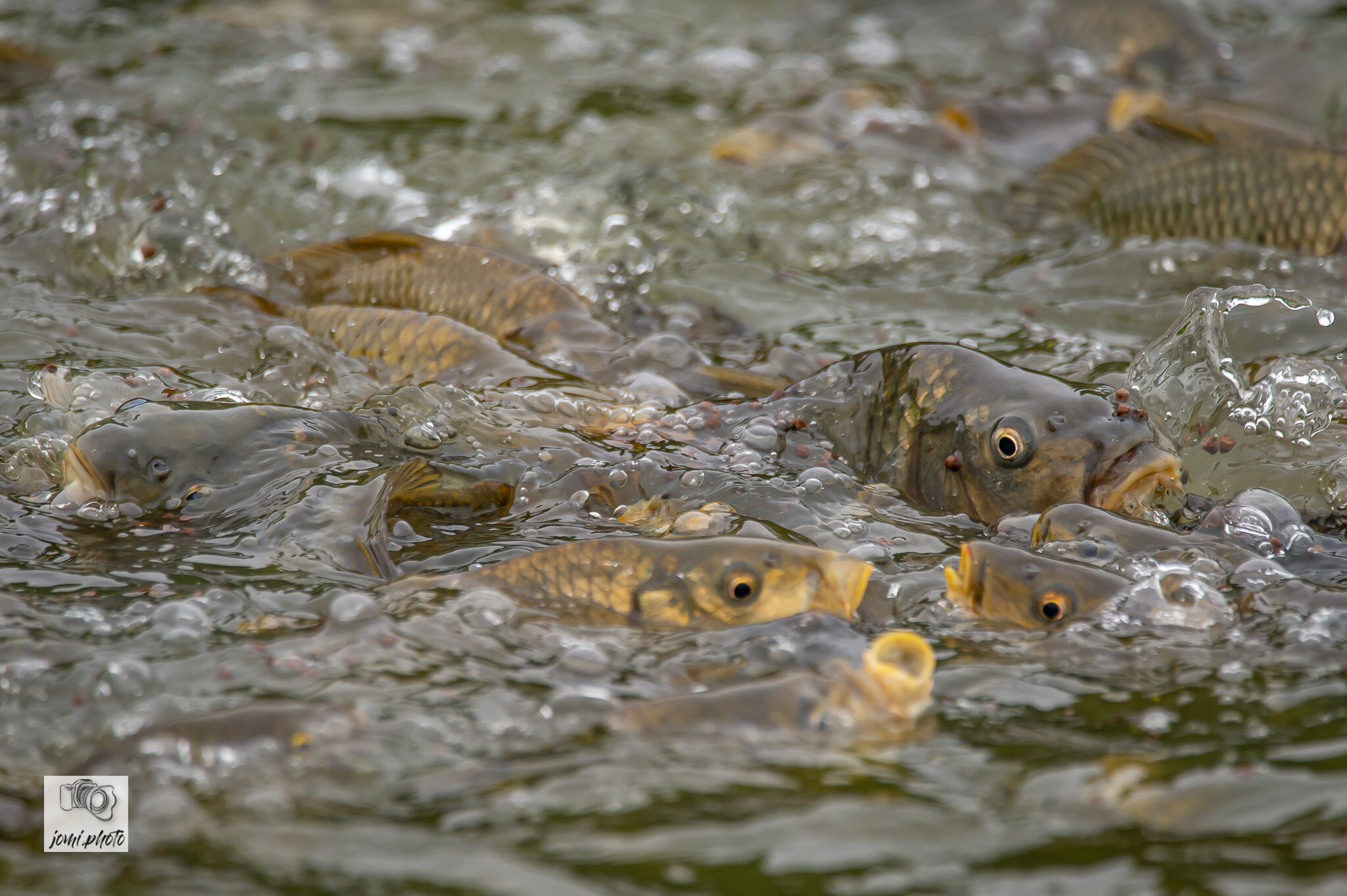 20210524_Brunch_-_Fische_-_Frösche_037.jpg