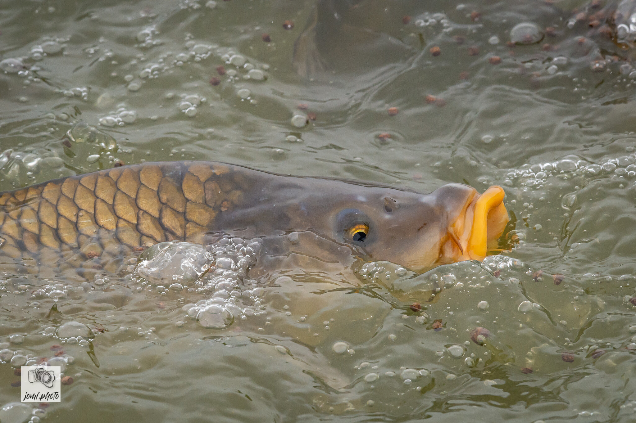 20210524_Brunch_-_Fische_-_Frösche_059.jpg