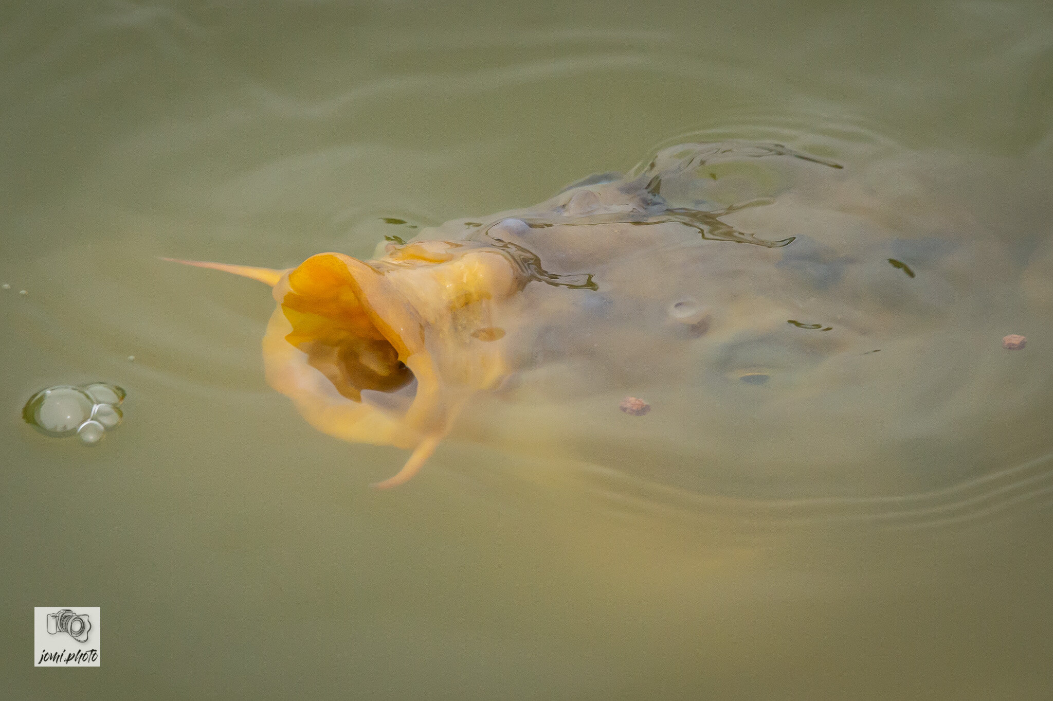 20210524_Brunch_-_Fische_-_Frösche_044.jpg