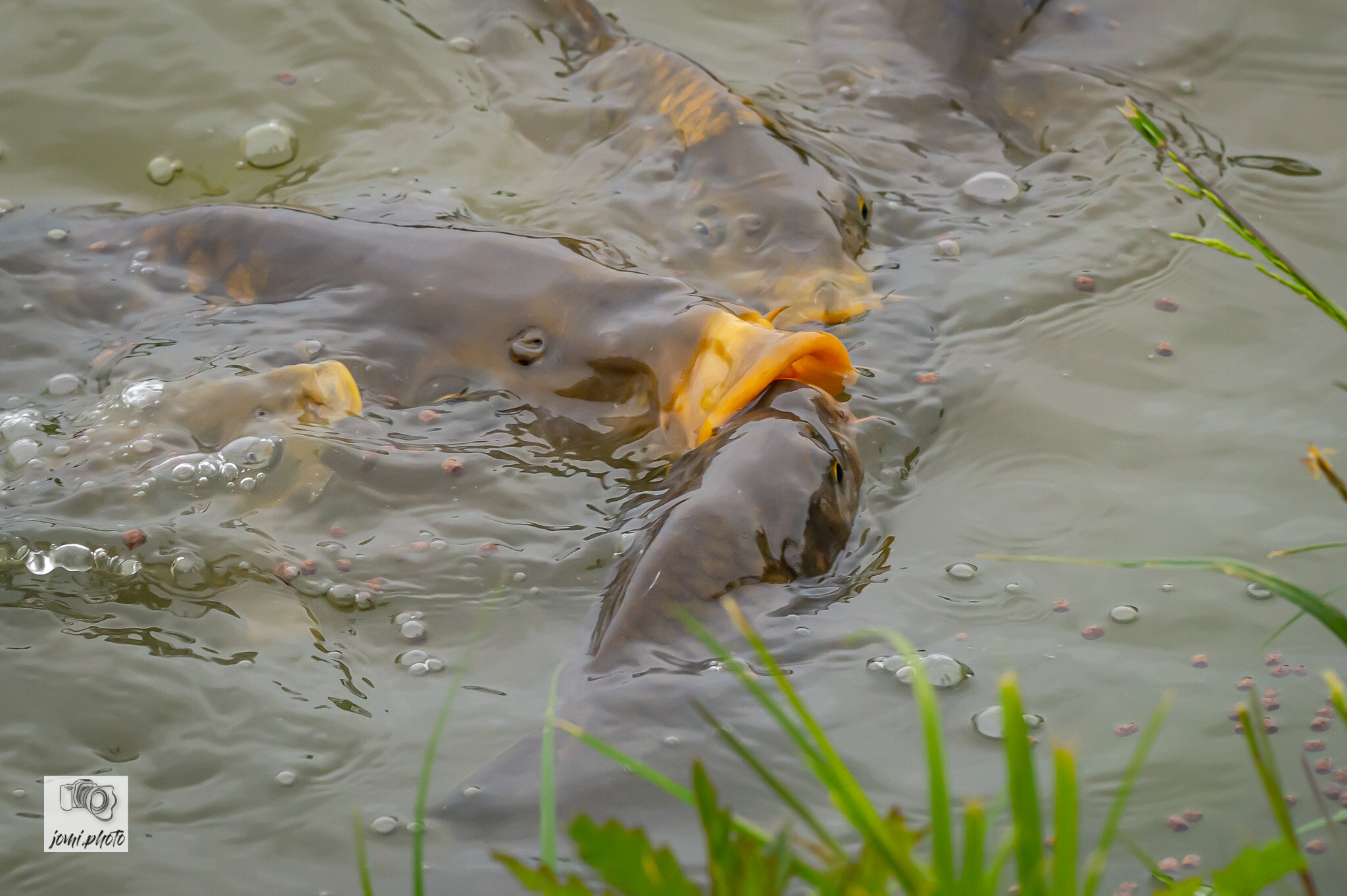 20210524_Brunch_-_Fische_-_Frösche_053.jpg