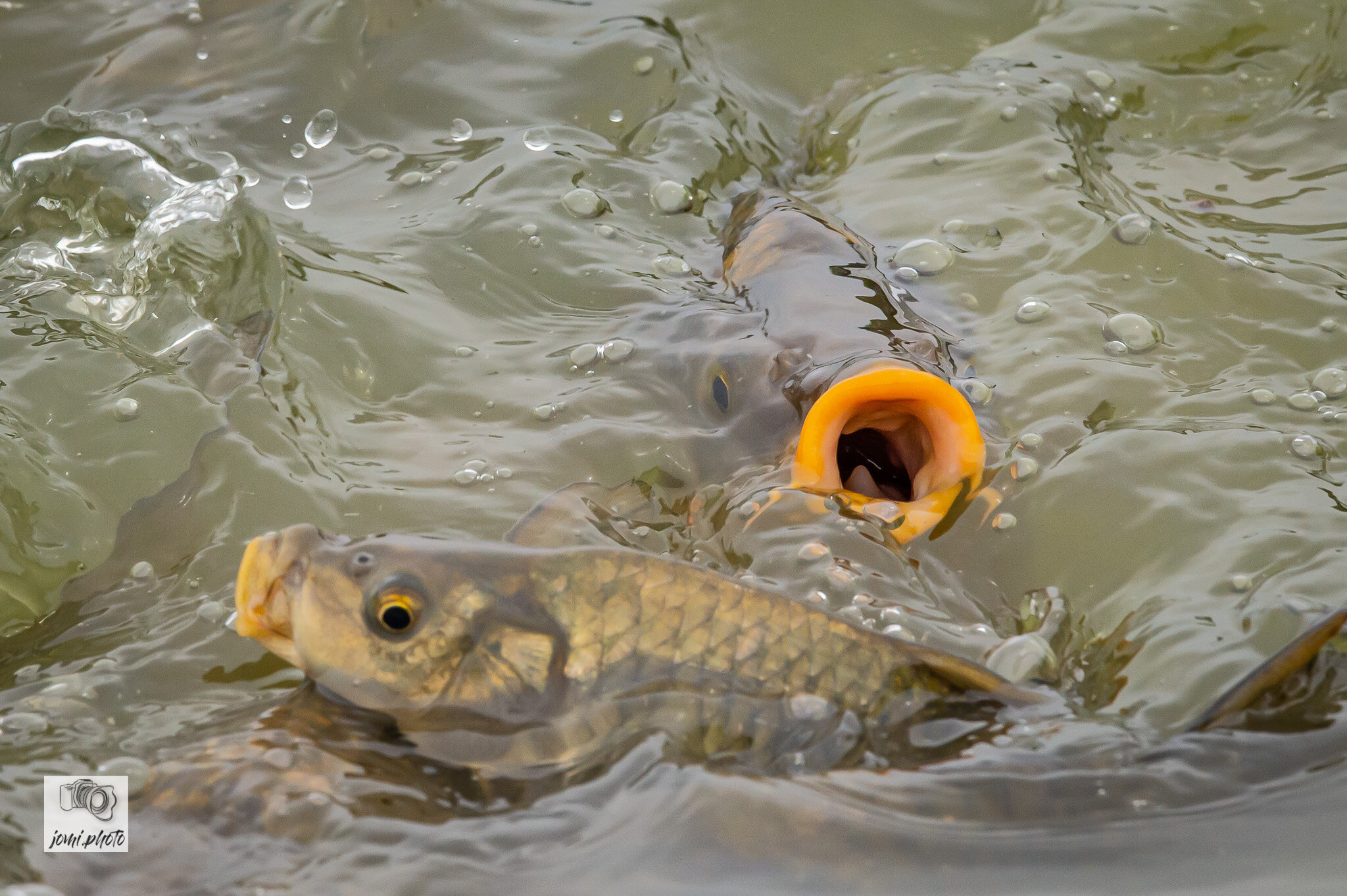 20210524_Brunch_-_Fische_-_Frösche_063.jpg