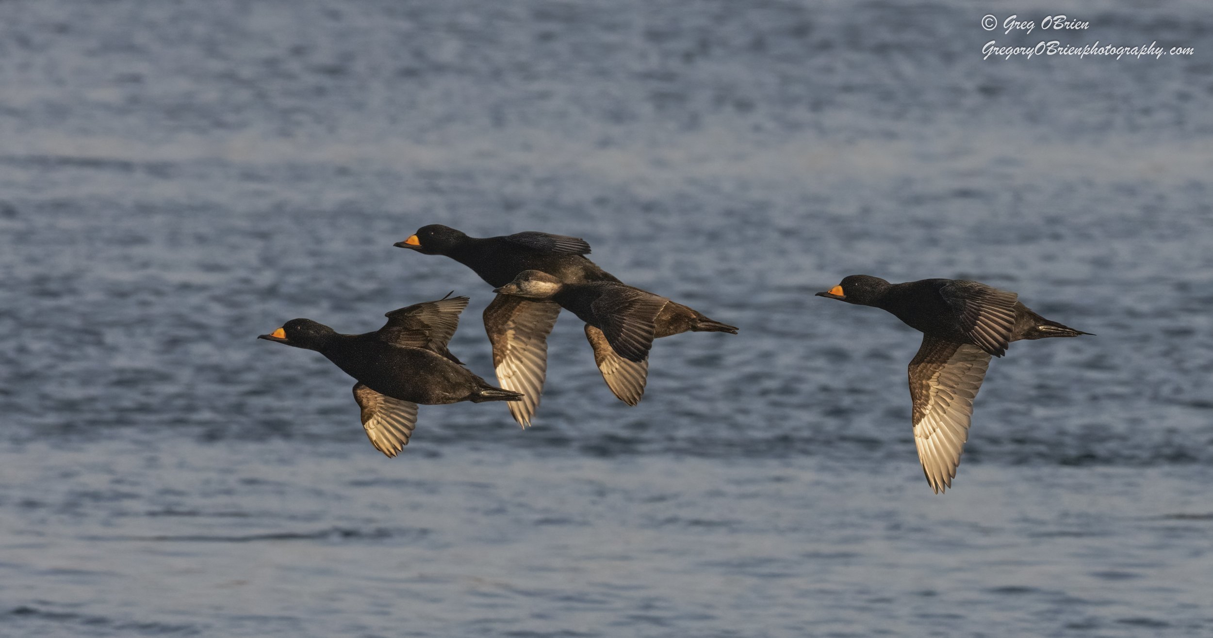 Black Scoters (in flight) - Cape Cod Canal, Massachusetts
