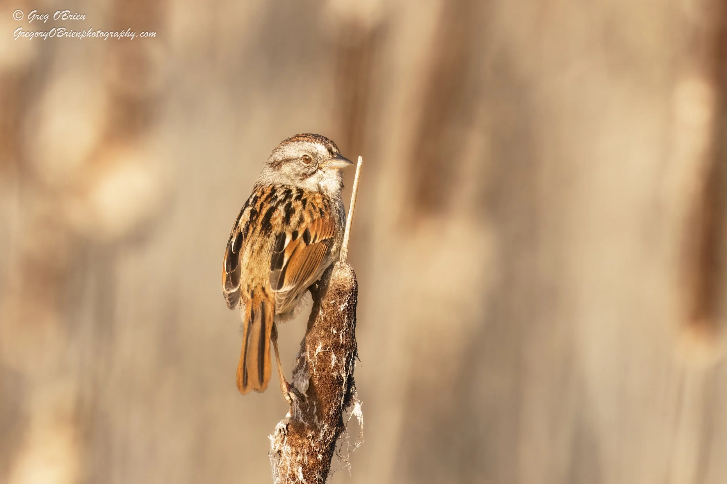 Swamp Sparrow - Great Meadows NWR - Concord, Massachusetts
