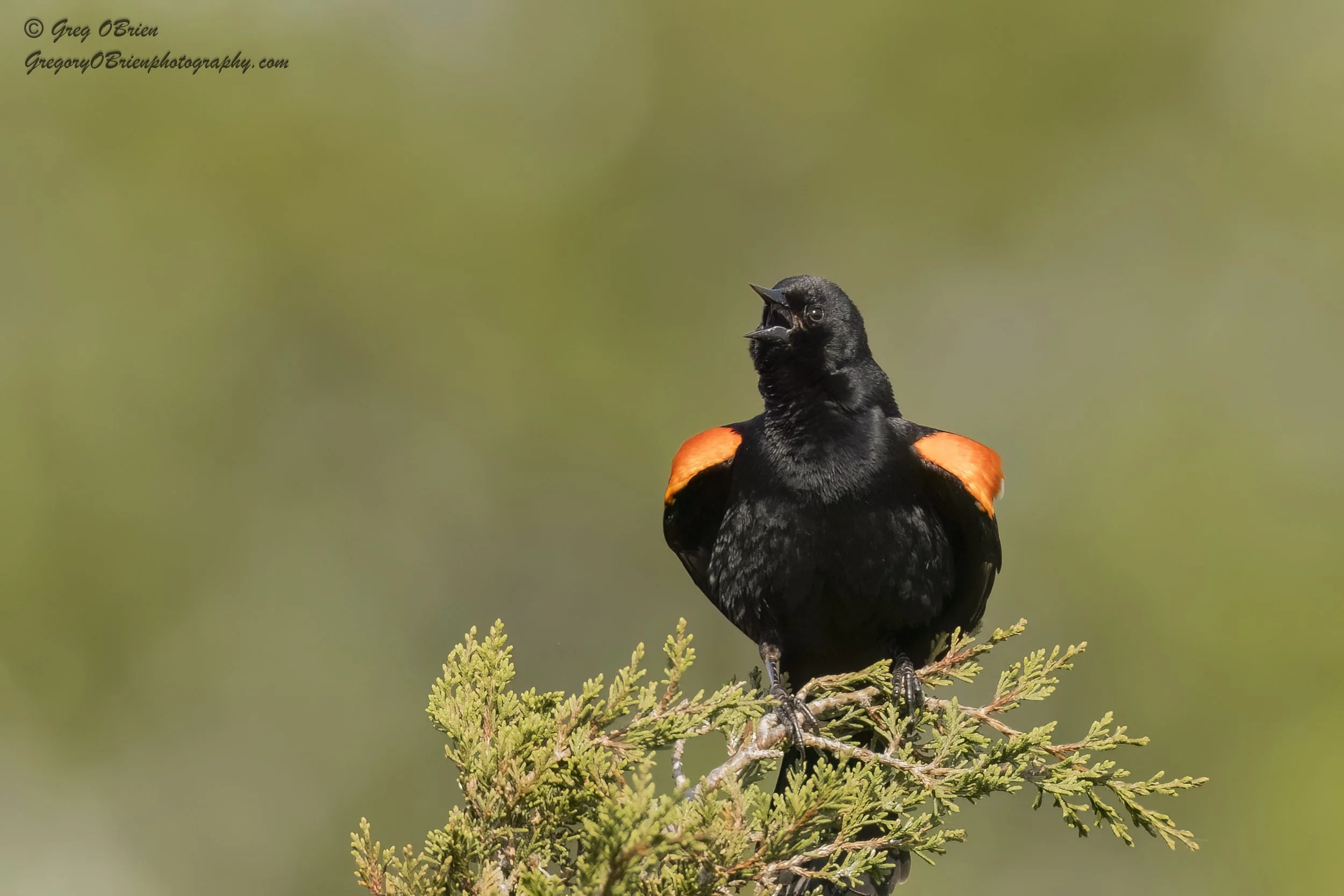 Red-winged Blackbird - Daniel Webster Wildlife Sanctuary - Marshfield, Massachusetts