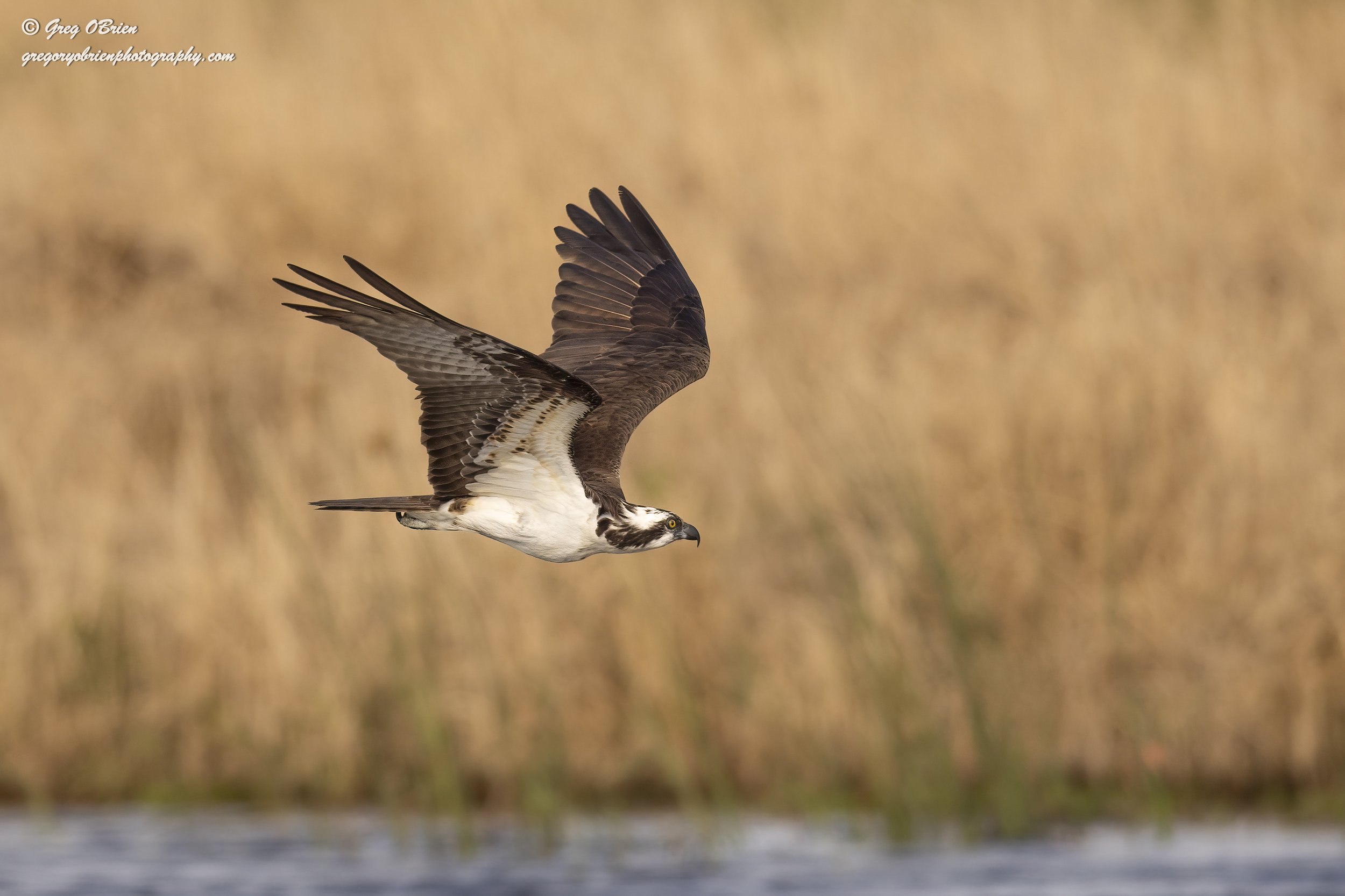 Osprey in flight - Myakka River State Park - Sarasota, Florida