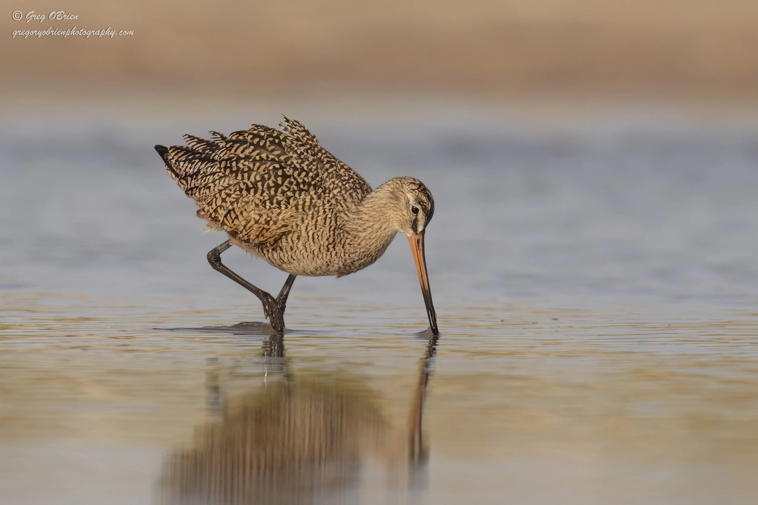 Marbled Godwit - eclectic foragers that consume invertebrates, insects, and plant matter - Fort De Soto Park - Tierra Verde, Florida