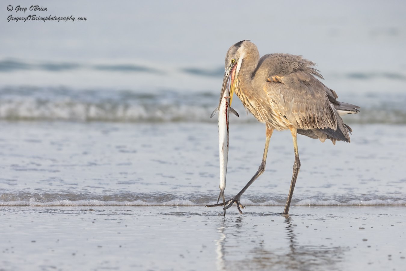 Great Blue Heron (with large fish) - South Lido Beach - Sarasota, Florida