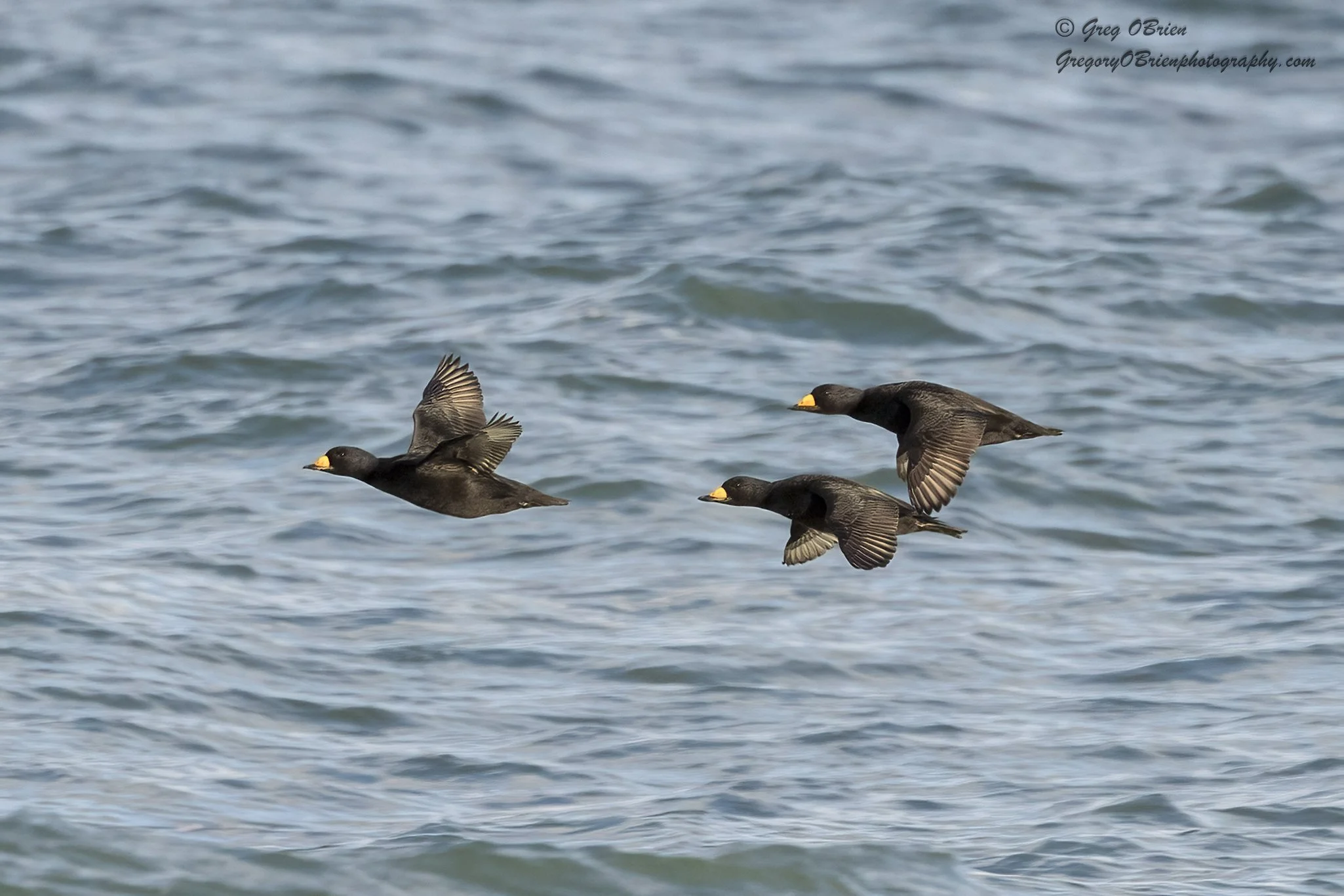 Black Scoters (males inflight) - Humarock Beach, Massachusetts
