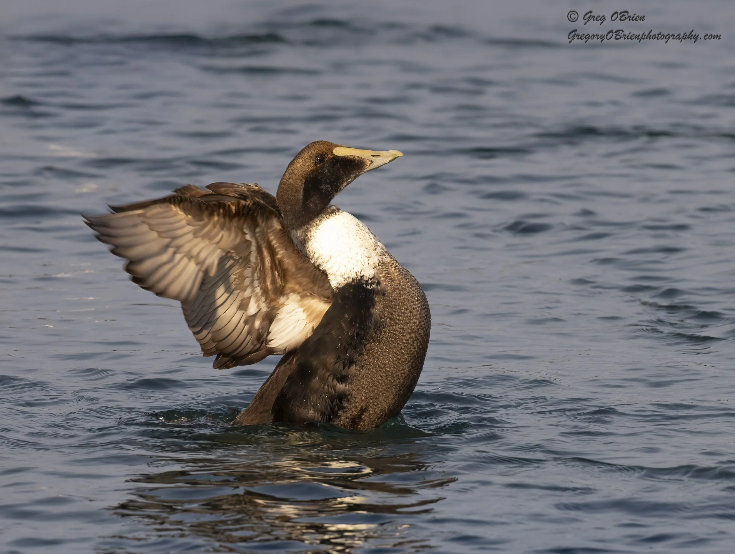 Common Eider (immature male) on the Cape Cod Canal, Massachusetts