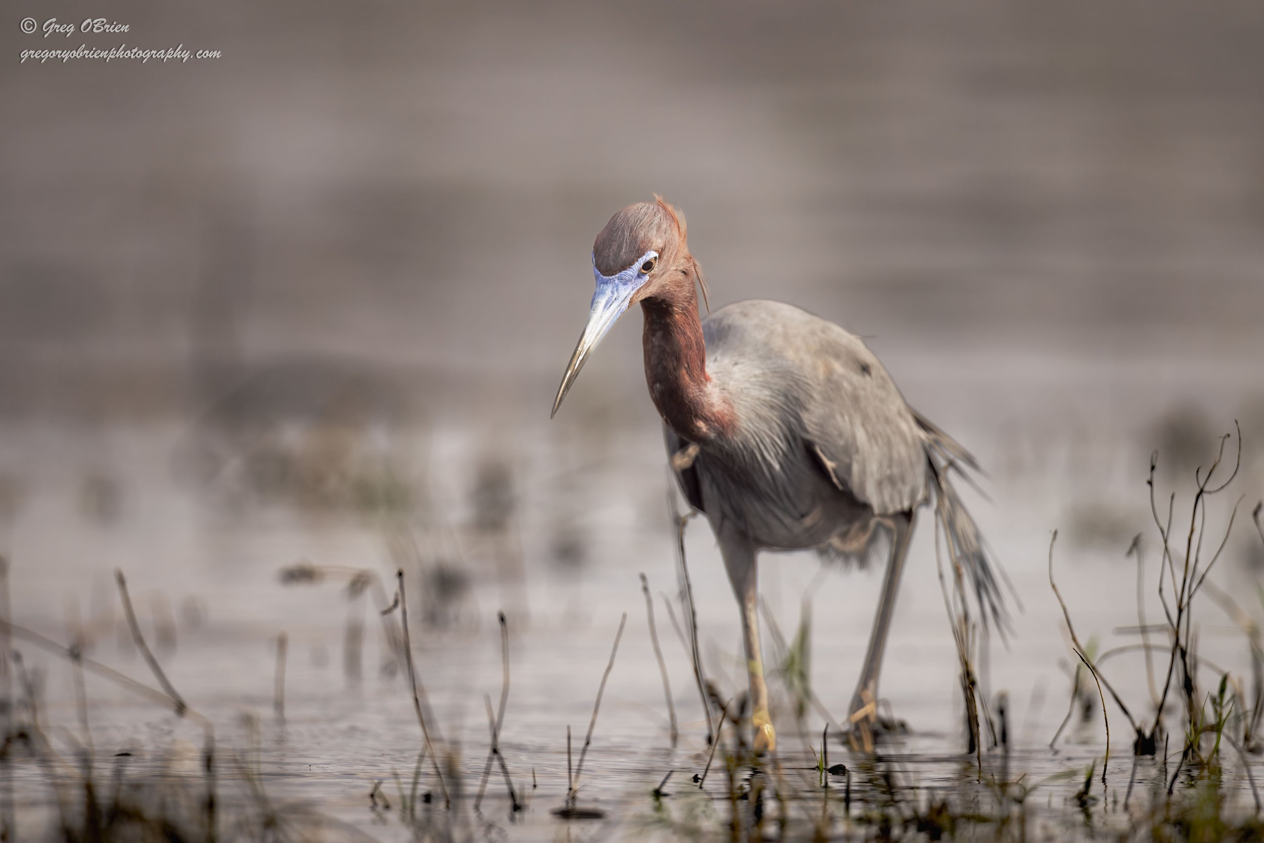 Little Blue Heron - Myakka River State Park - Sarasota, Florida