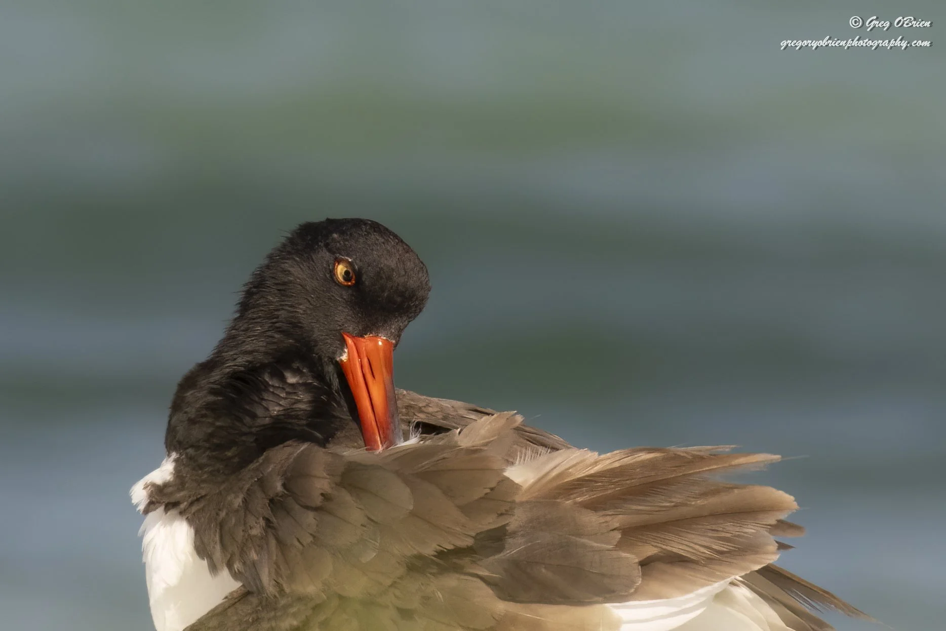 American Oystercatcher (preening) - Fort De Soto Park - Tierra Verde, Florida