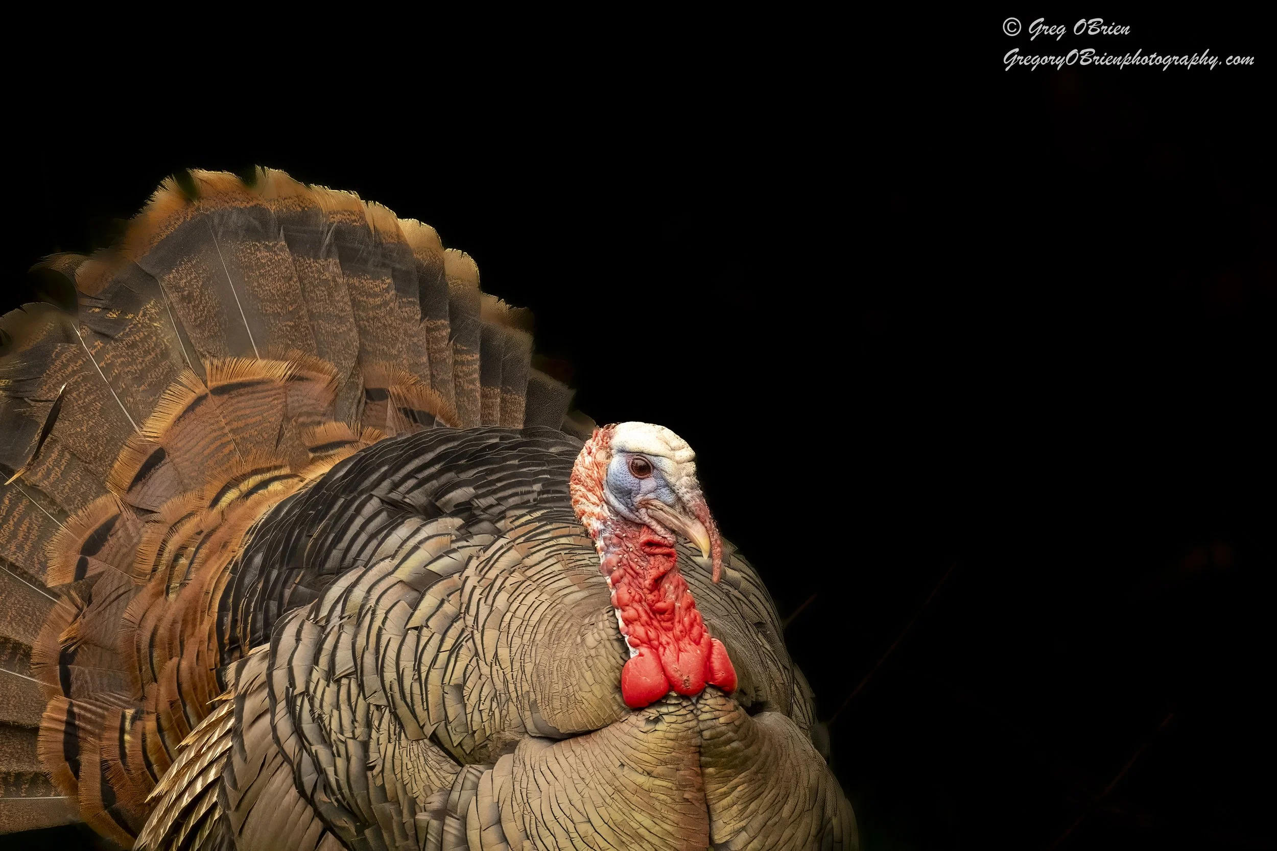 Wild Turkey (displaying during breeding season) - Daniel Webster Wildlife Sanctuary - Marshfield, Massachusetts