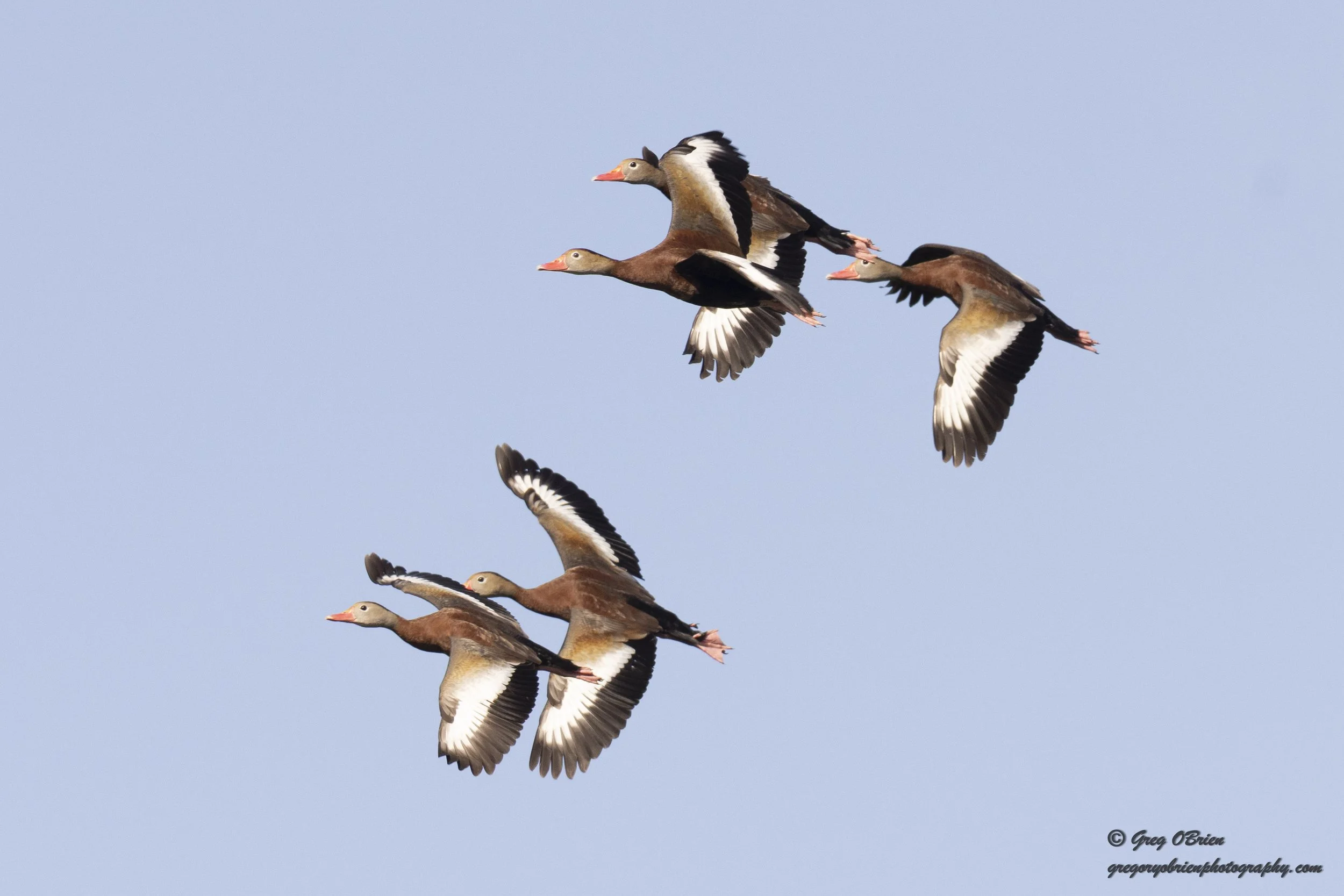 Black-bellied Whistling-Ducks in formation over Venice Rookery - Venice, Florida