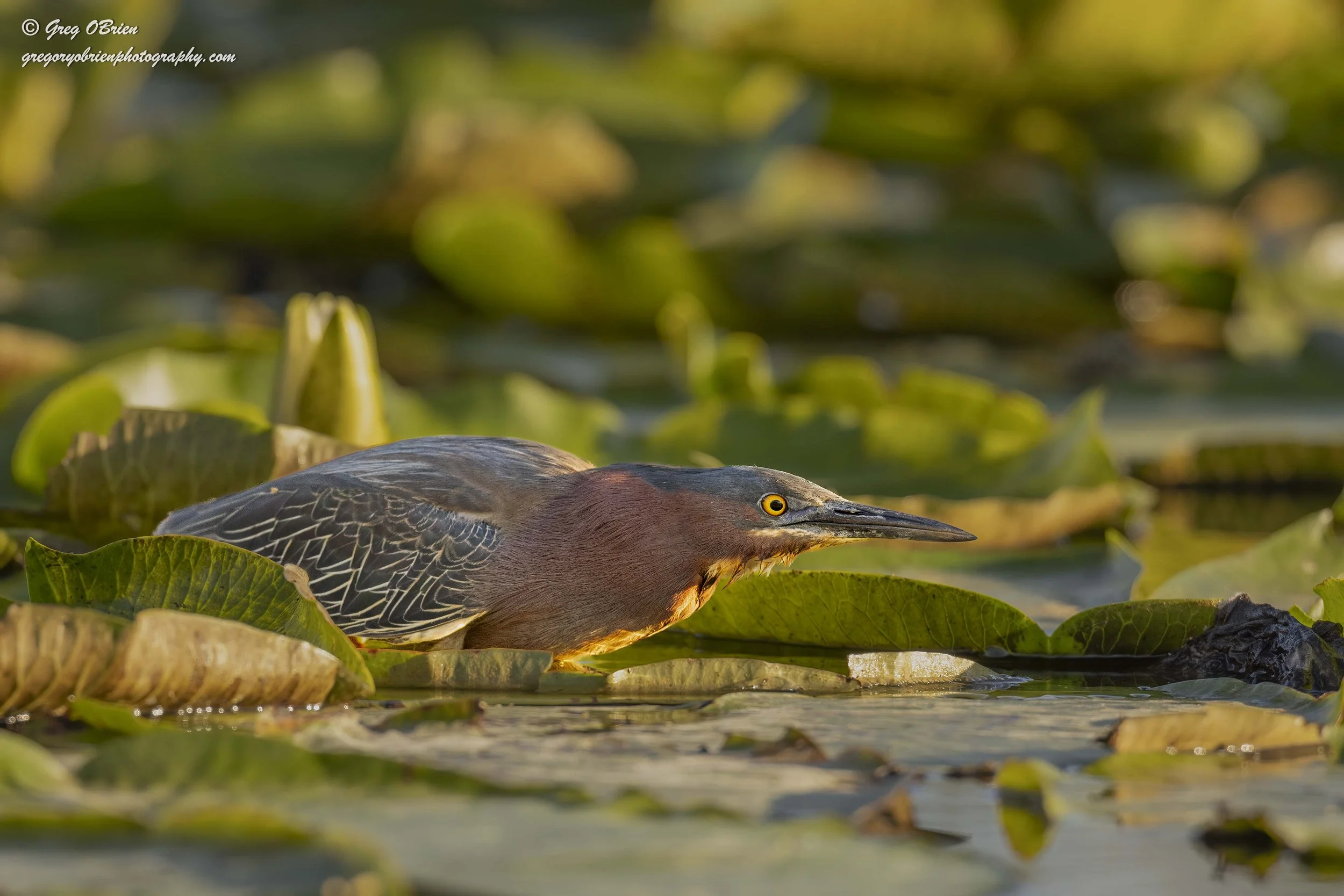 Green Heron - (stalking prey) - Venice, Florida