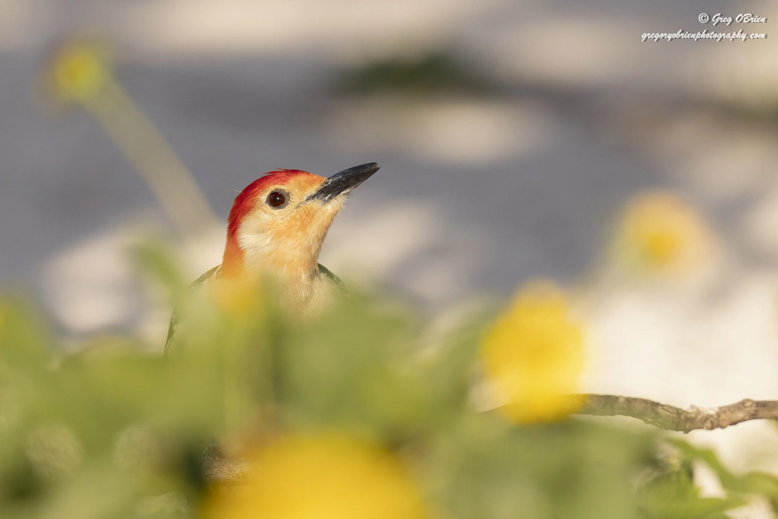 Red-bellied Woodpecker - (headshot) behind brush on the ground.  Nokomis Beach area - Florida